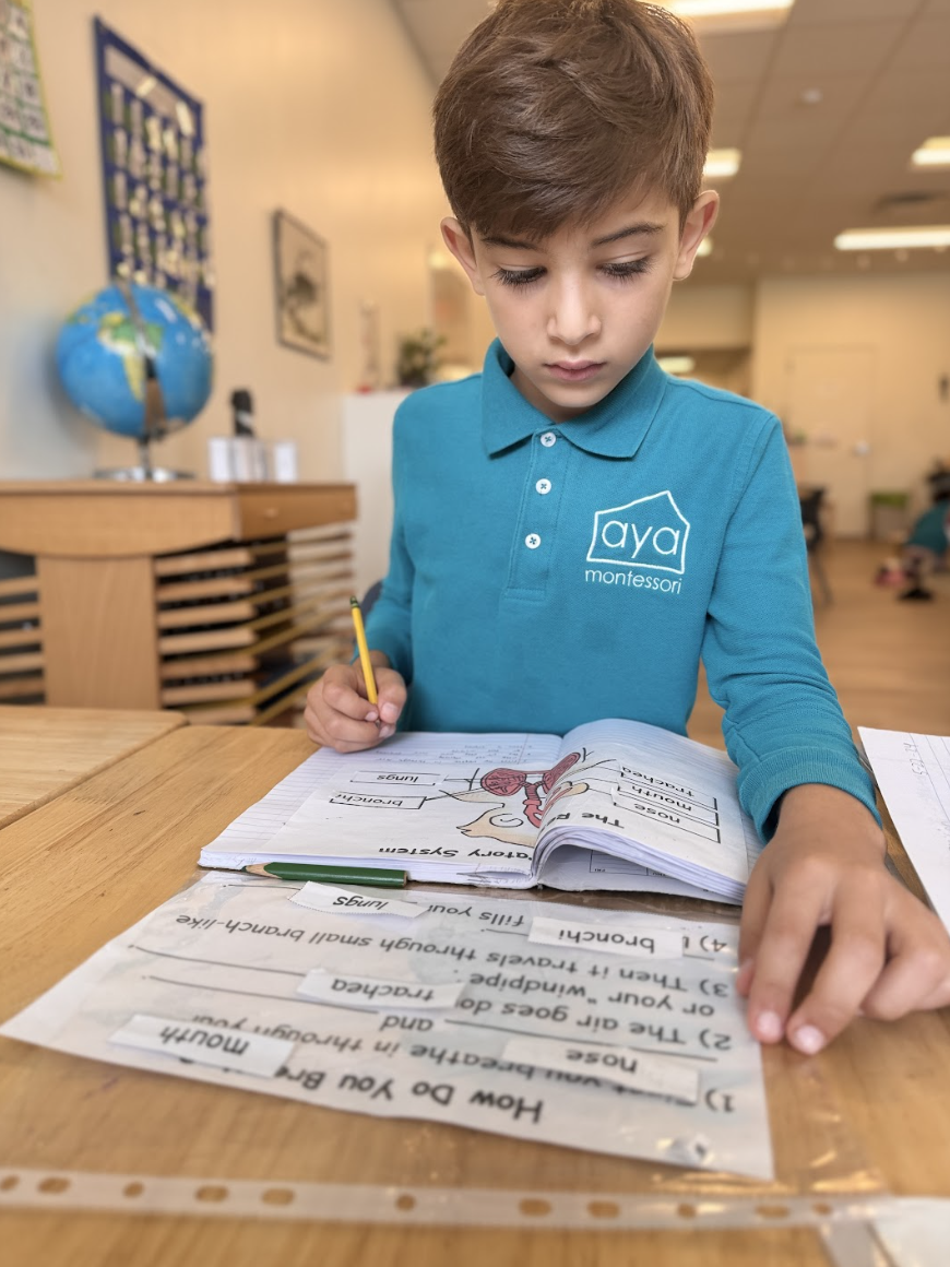 Aya Montessori Elementary AMI - Arabic Islam Quran Upper Lower Maryland-13.png