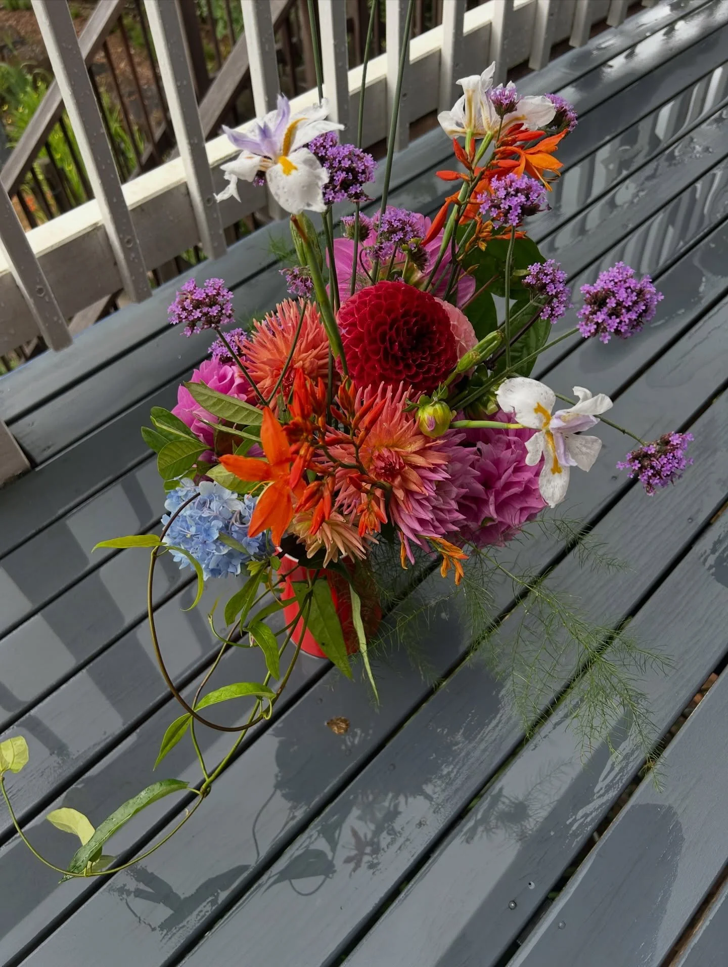 #australiandahlias #vacation #lovingliferightnow