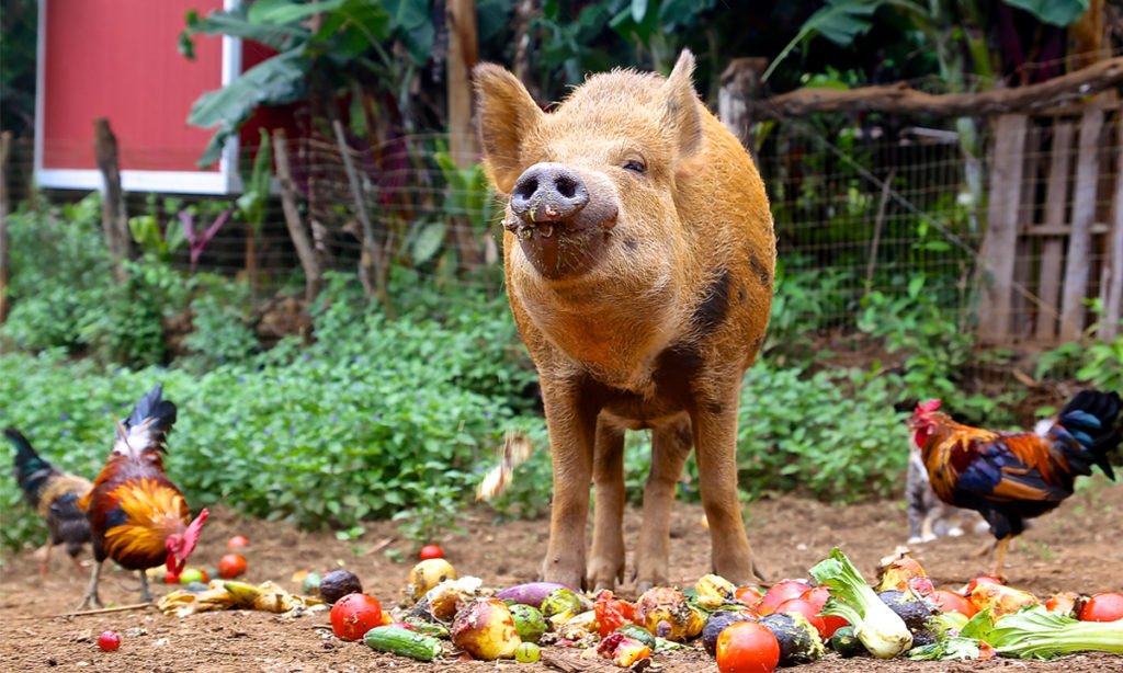 Leilani-Sanctuary-Farm-Tour.jpeg