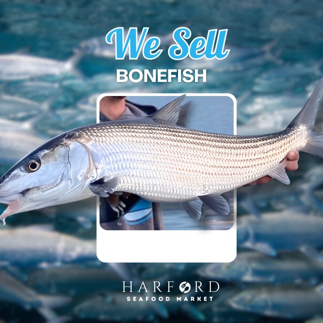 𝓕𝓻𝓮𝓼𝓱 𝓫𝓸𝓷𝓮𝓯𝓲𝓼𝓱 𝓲𝓼 𝓲𝓷!

Catch a taste of the ocean with our fresh bonefish! 🐟🌊 Swing by Harford Seafood, where quality and freshness always come first. We got you covered! 💯

 #HarfordSeafood #Bonefish #FreshSeafood #SeafoodMarket 