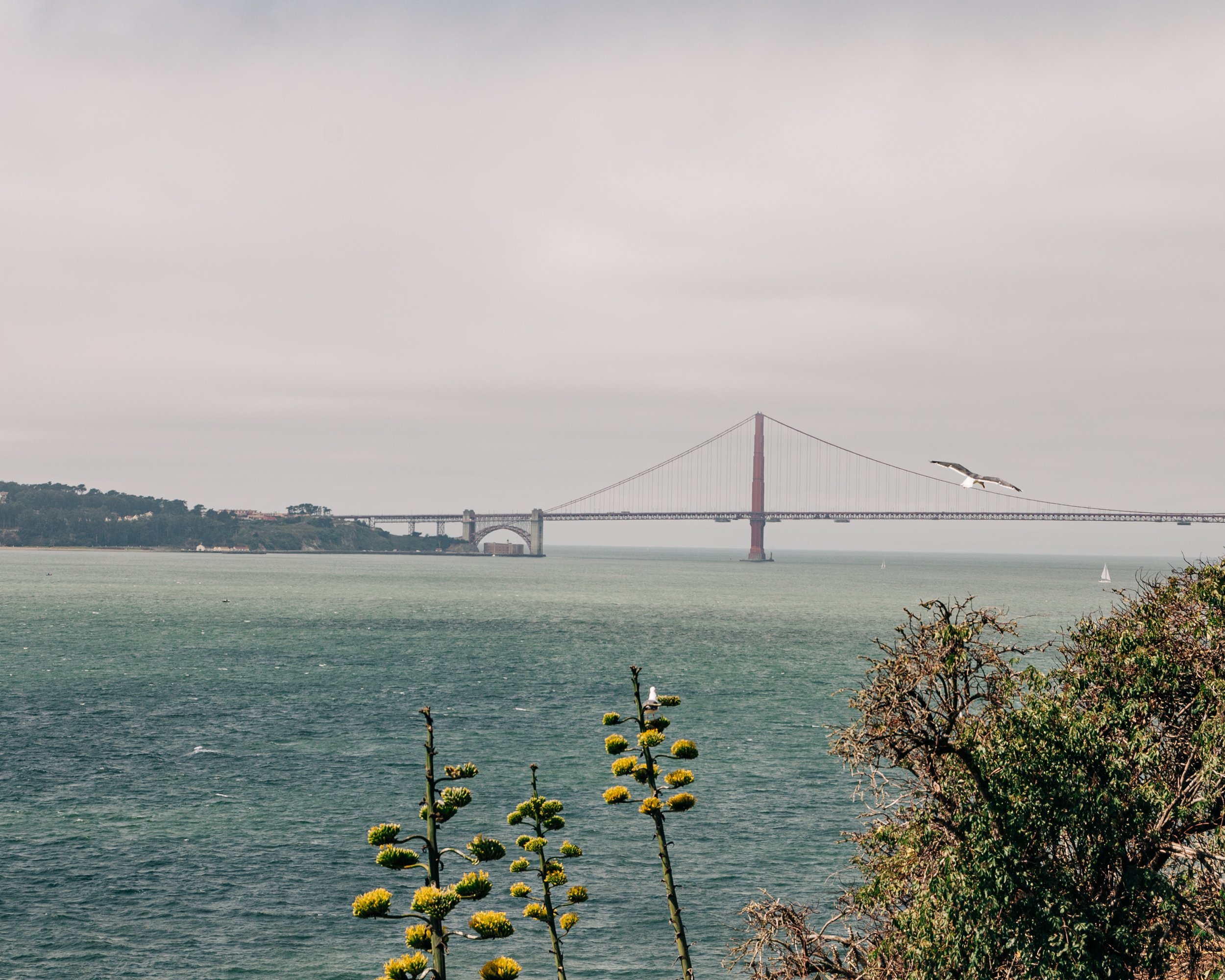 Golden Gate Bridge, San Francisco, Sea Gull, Sail Boat, Ocean, Pacific Ocean, Hazy Day, Grey Sky