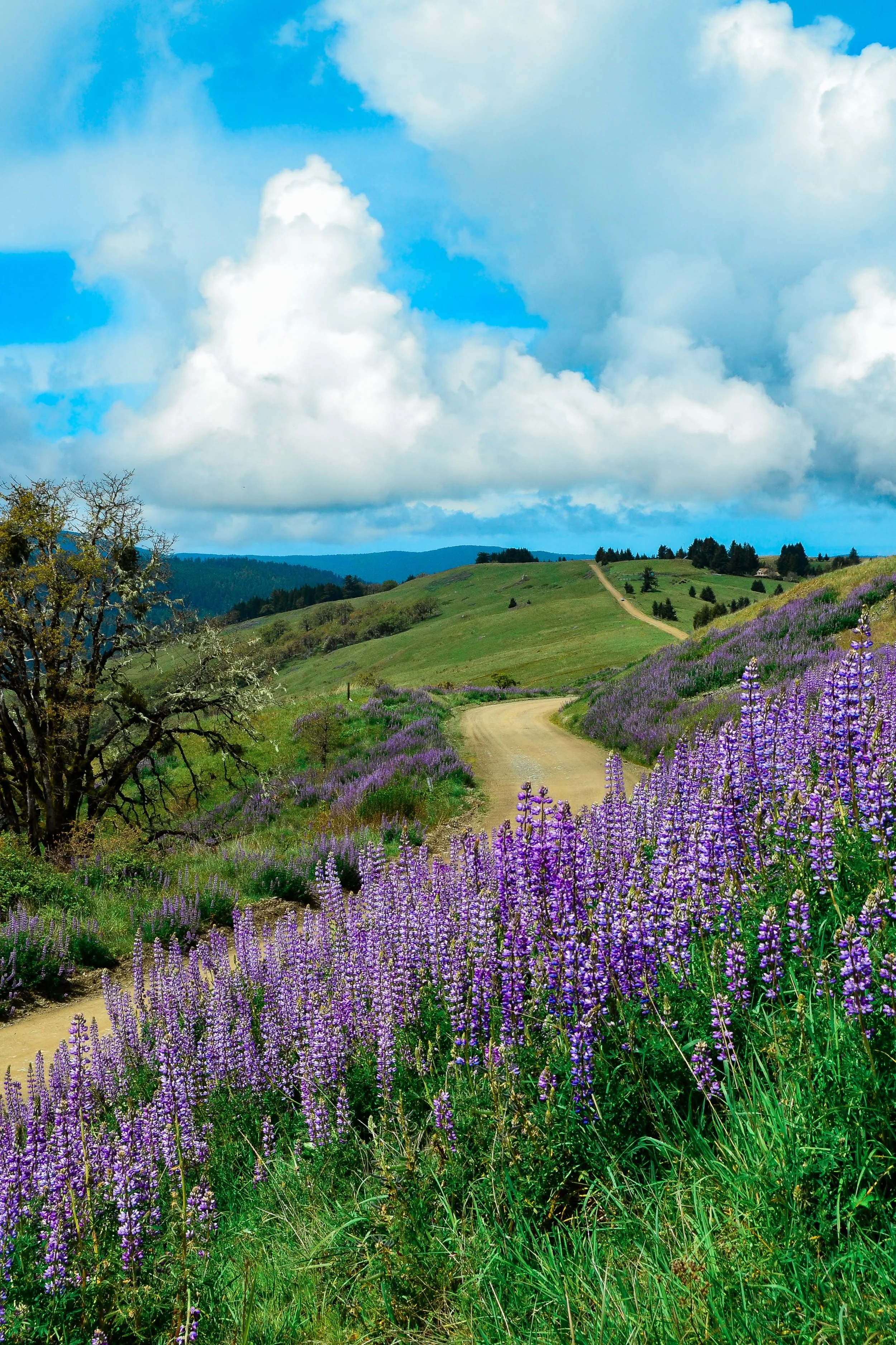Purple flowers, rolling hills, pathway, sky, clouds, spring, lupine, nature, hiking, vibrant, colorful, dirt road, country