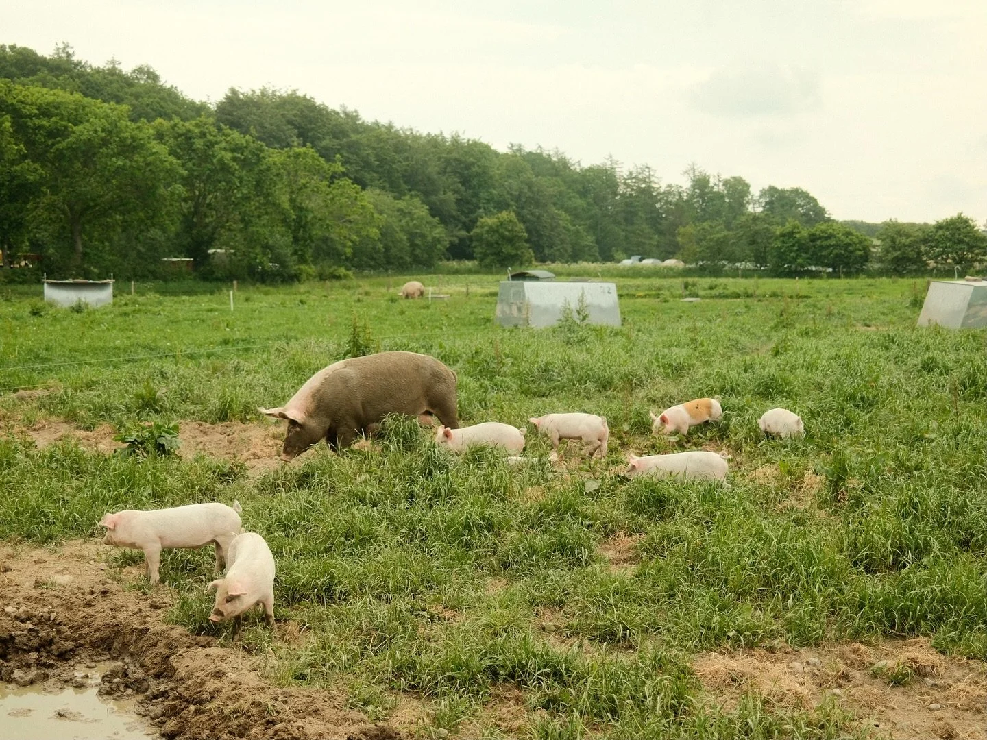 Piggy spotting on a Sunday.
.
.
.
.
.
#visitdenmark #baredanmark #documentingspace #banalography #documentinglife #opdagdanmark #archivecollectivemag #newtopographics #scandinavianissue #exploredenmark #oplevdanmark #wanderlust #govisitdenmark #makem