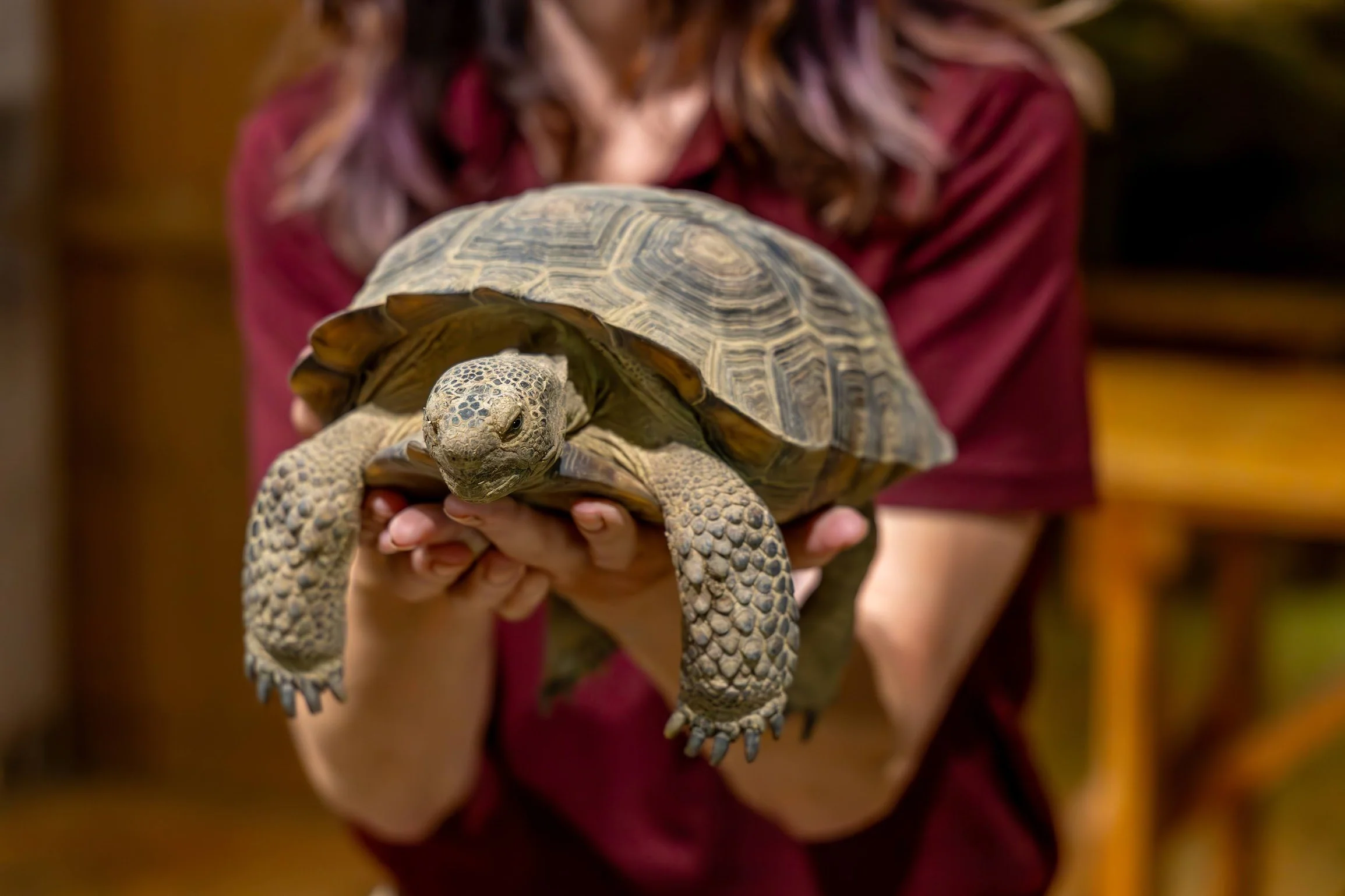 Turtle Bay Animal Program