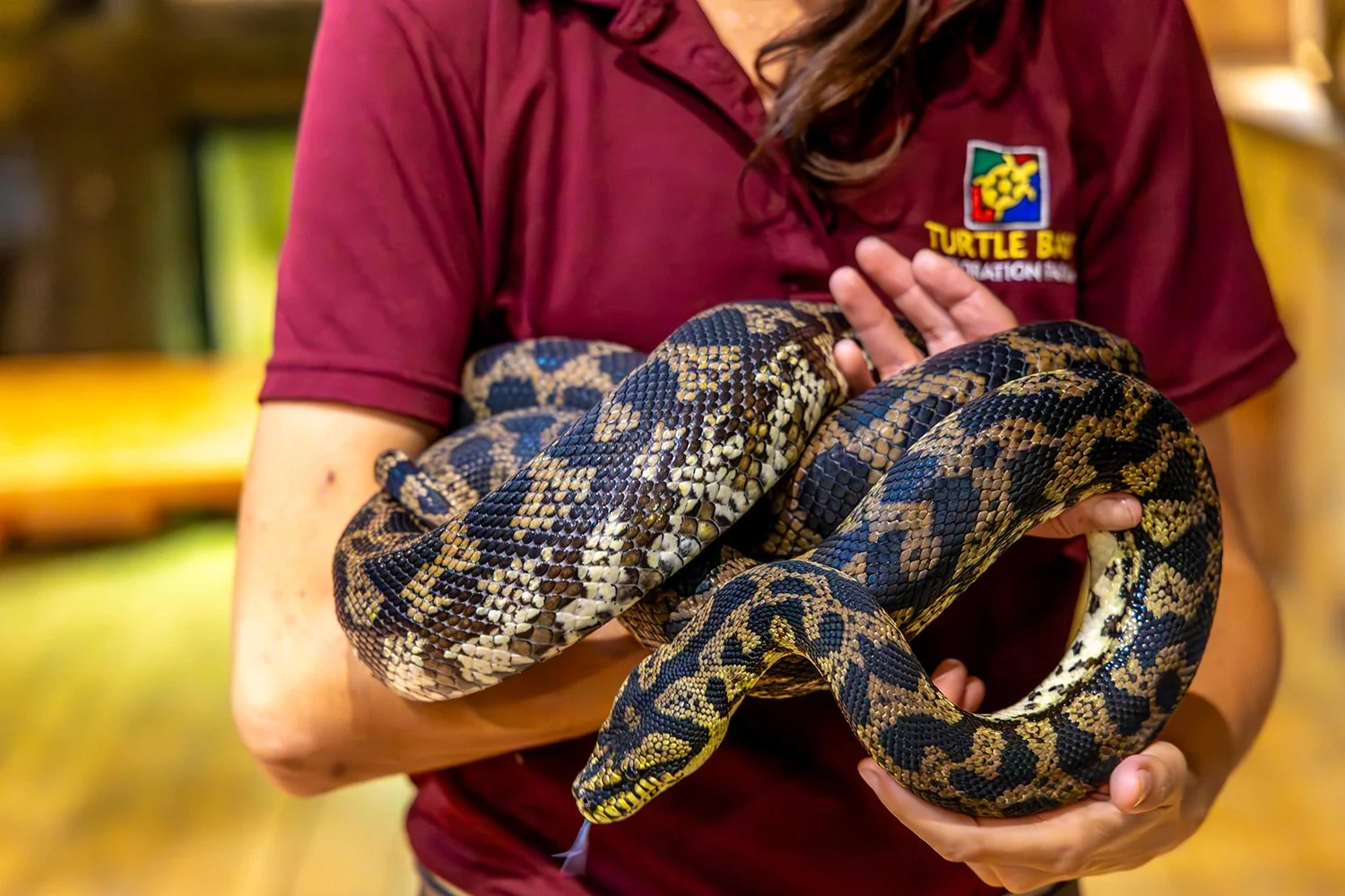 Turtle Bay Animal Ambassadors