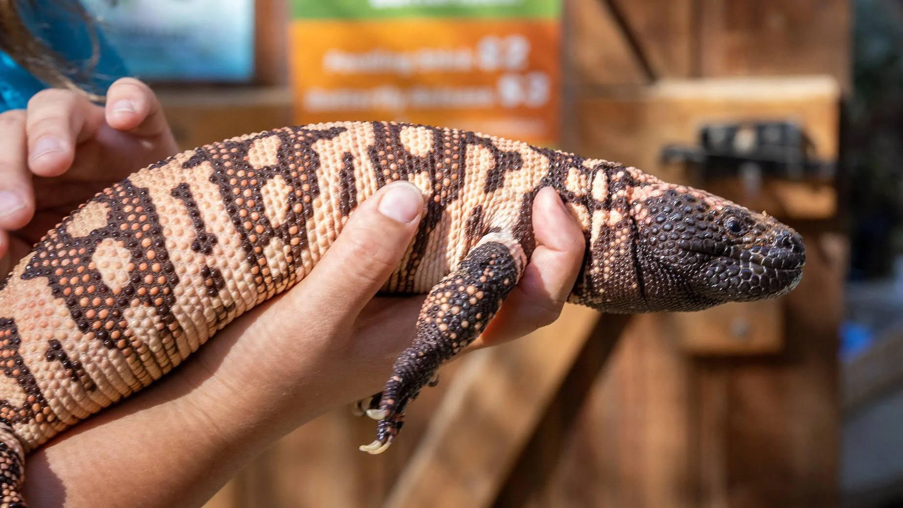 Turtle Bay Animal Ambassadors