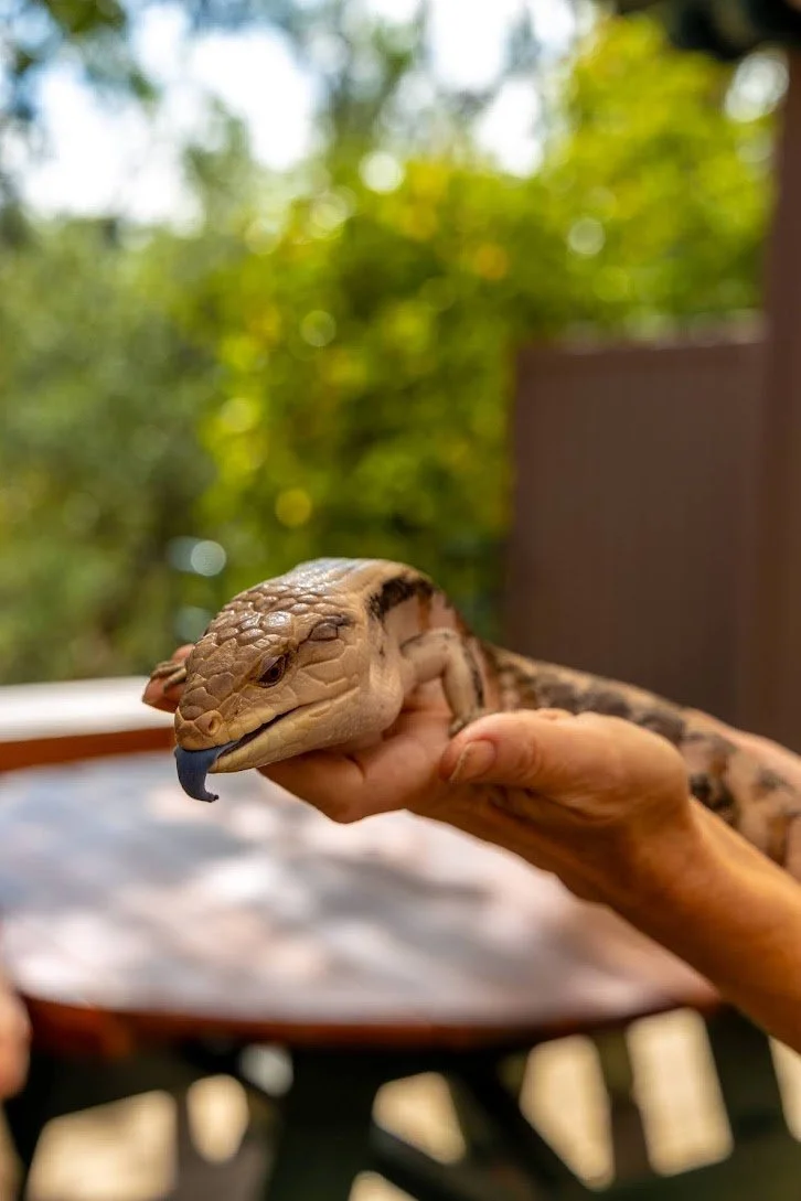 Turtle Bay Animal Ambassadors