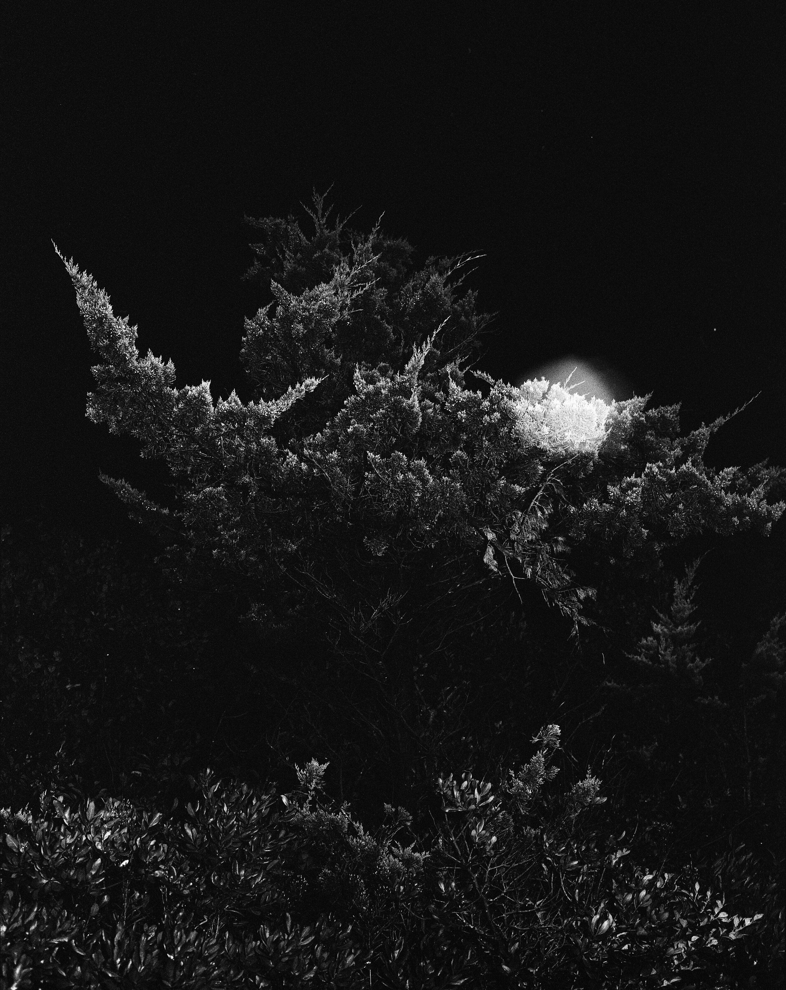 NIGHT+WATCH+TREE+2019.jpeg