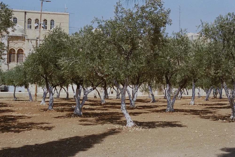  Trees Outside of Al-Aqsa Mosque, Al-Quds (Jerusalem), 2018 