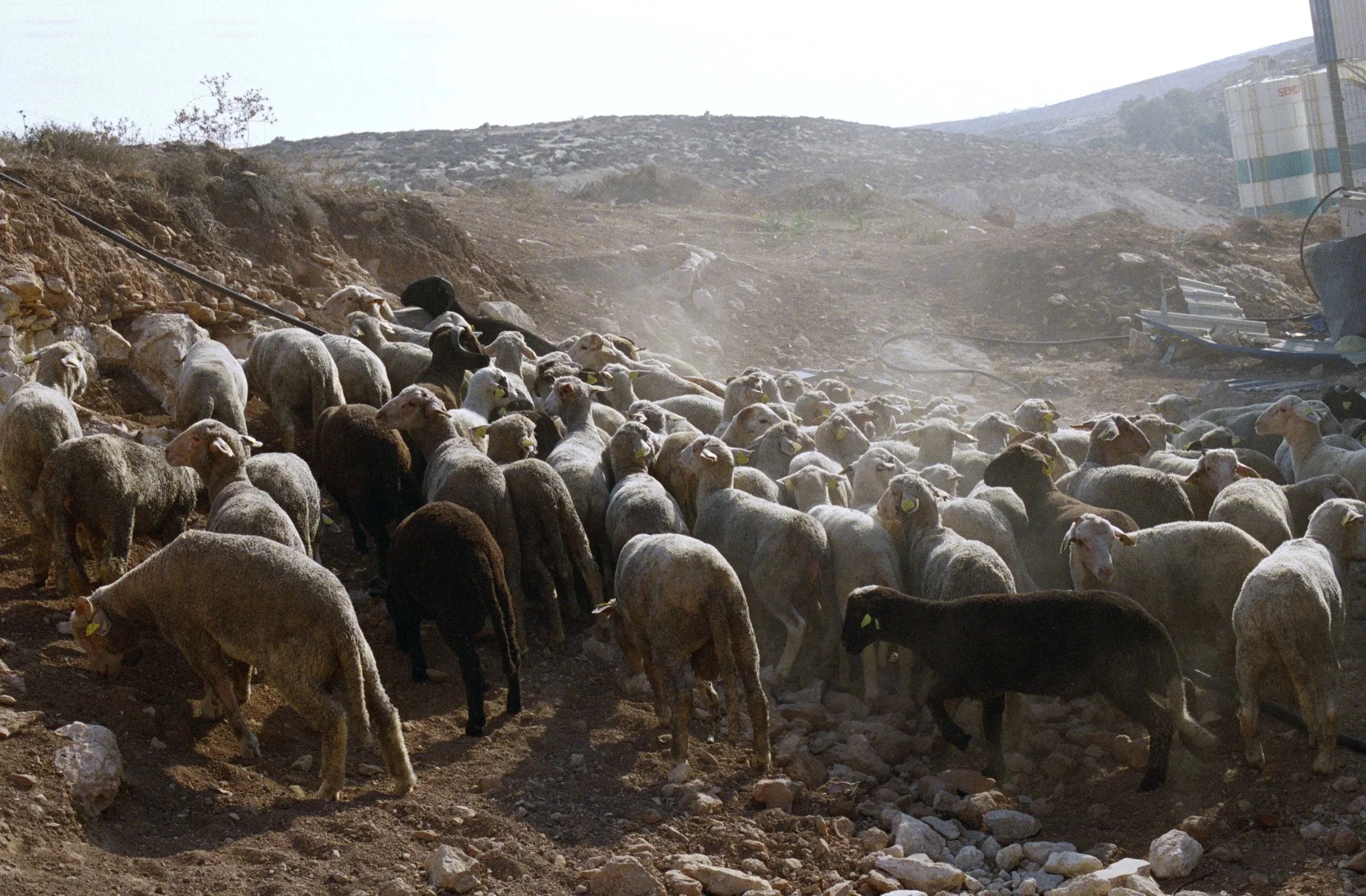  Sheep and Goats Dancing, Ad-Dhahiriya, Al-Khalil (Hebron), Palestine, 2018 