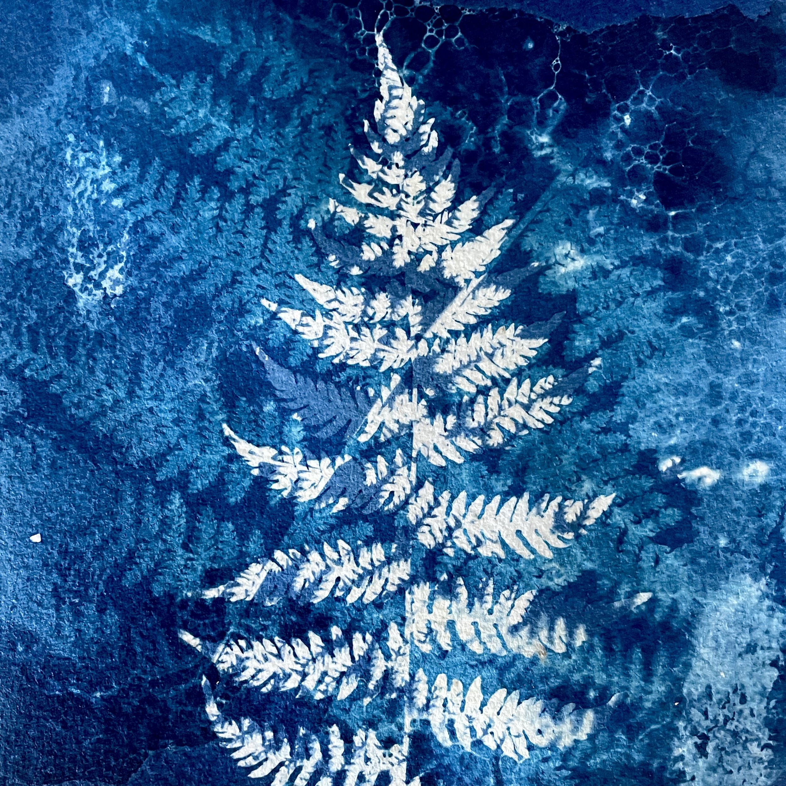 Cyanotype Fern - Framed Original Artwork