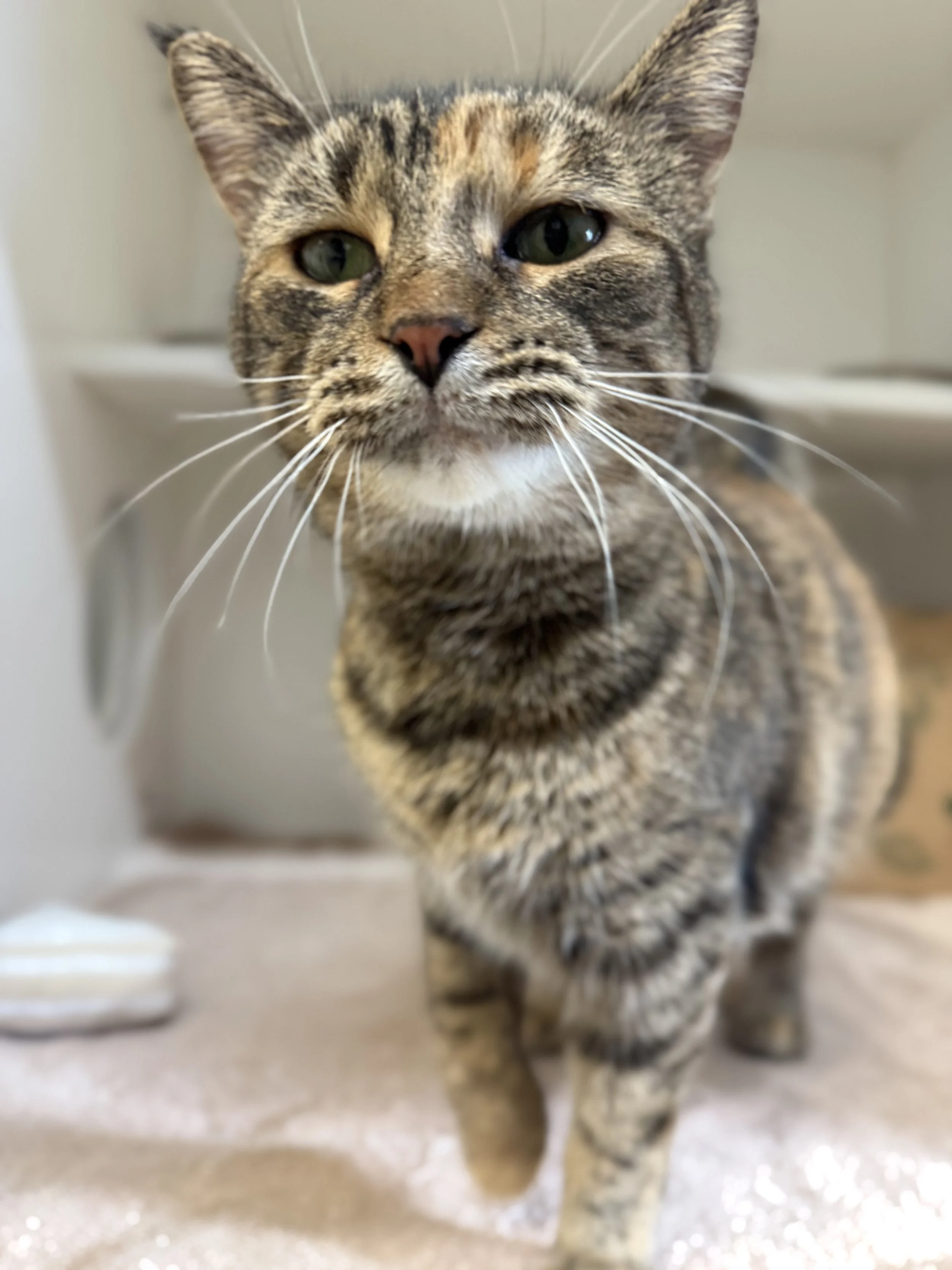 Little Traverse Bay Humane Society to Assume Emmet County Stray Animal Services Contract Beginning January 1