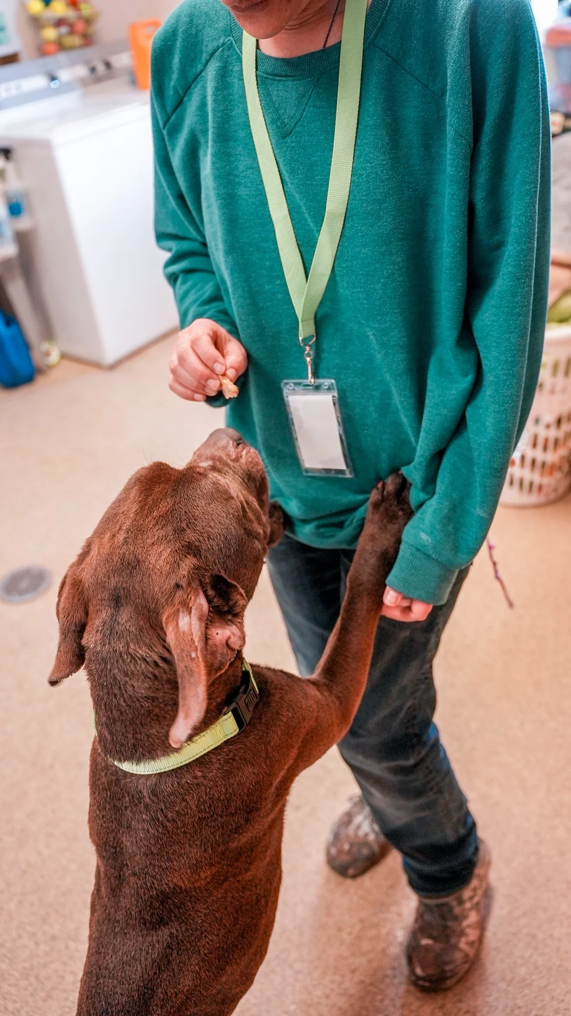 Little Traverse Bay Humane Society Launches Lost Pet Recovery Program to Strengthen Community Reunification Efforts