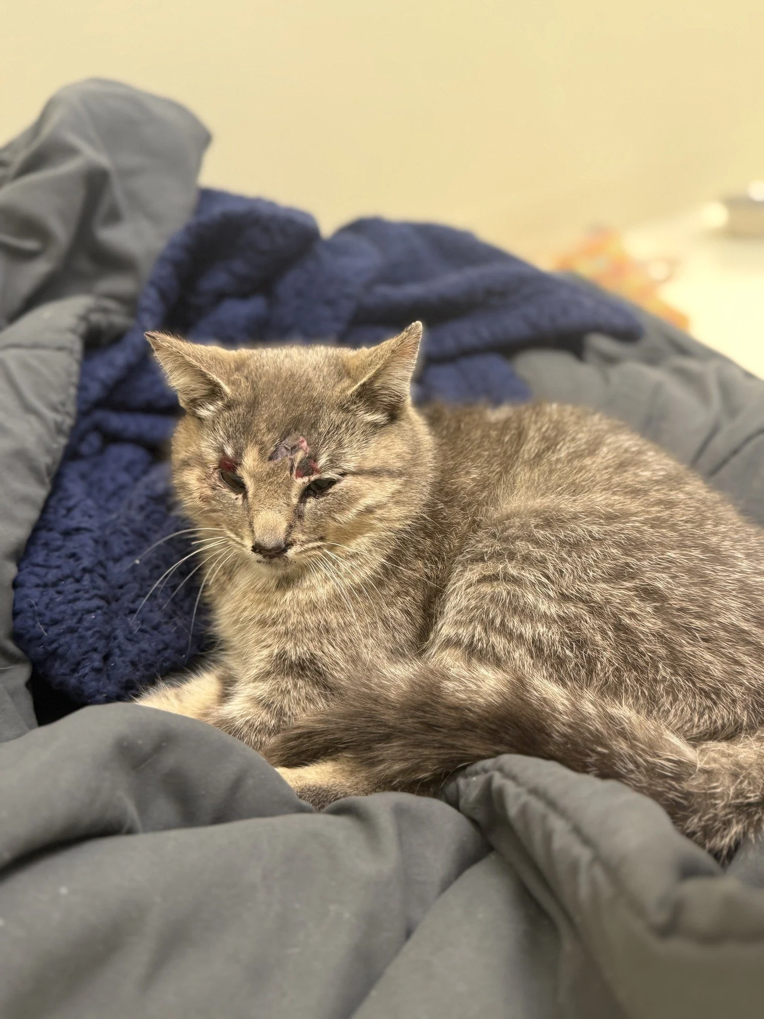Little Traverse Bay Humane Society and Emmet County Sheriff’s Office Offer $1,000 Reward in Animal Cruelty Investigation