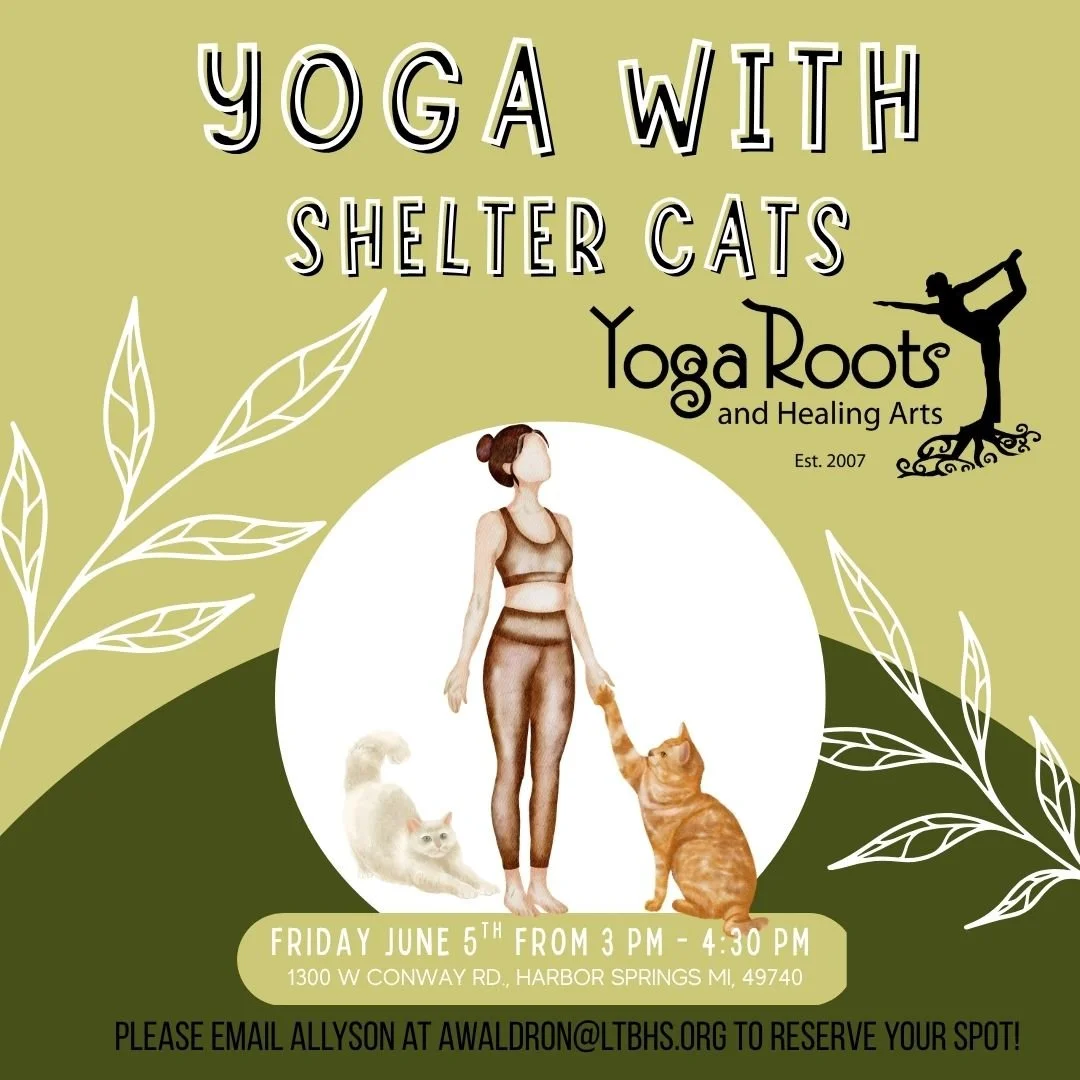 yOGA WITH CATS