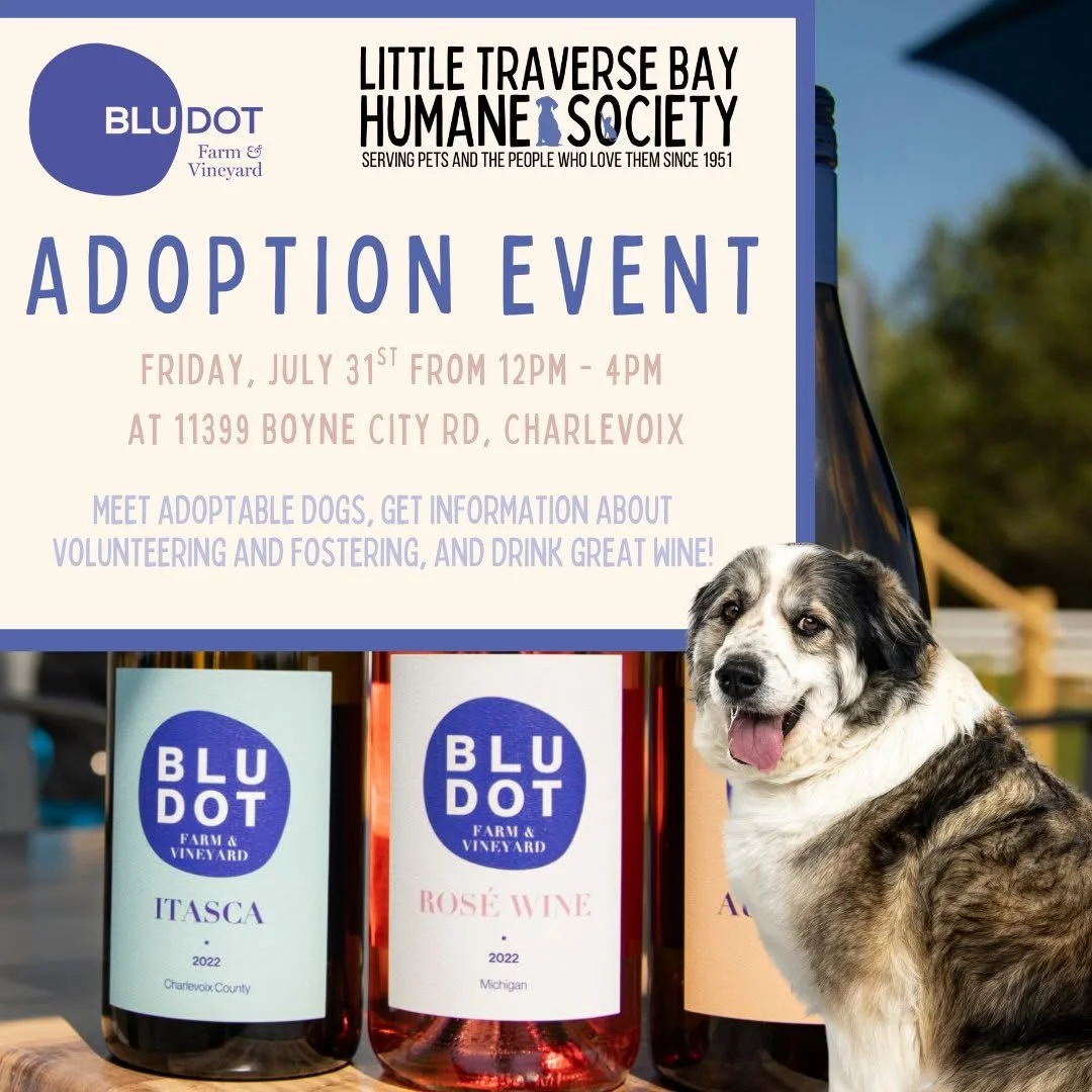 Blu Dot Adoption Event