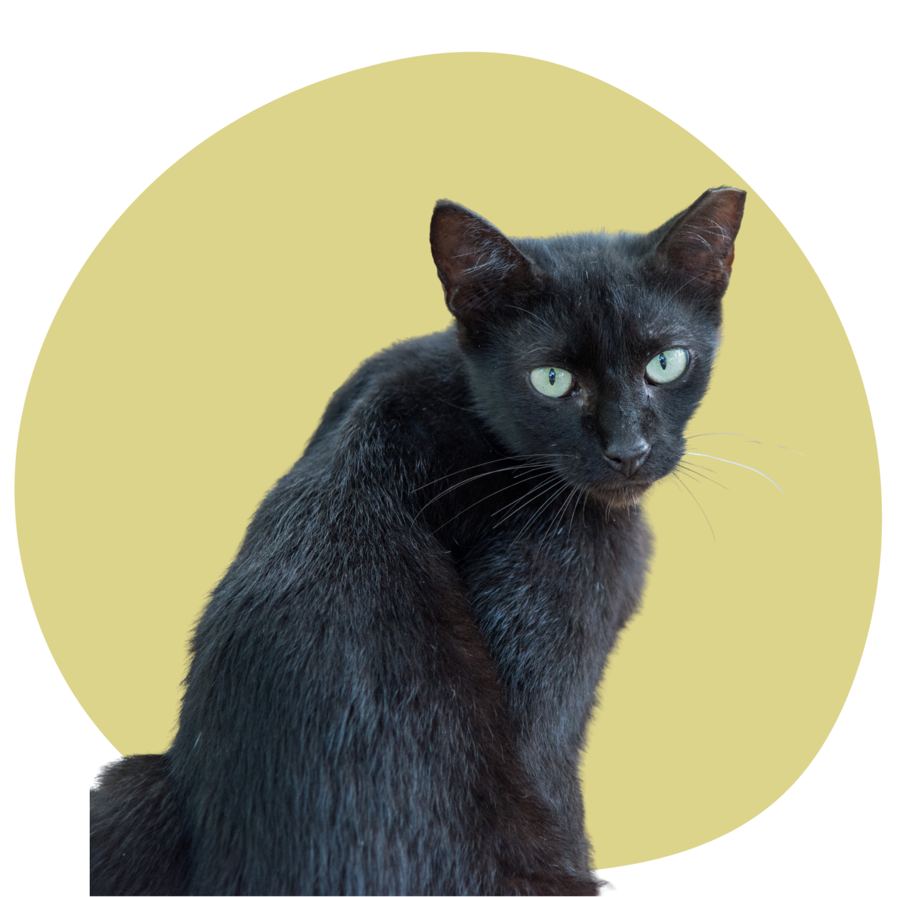 Community Cats — Little Traverse Bay Humane Society