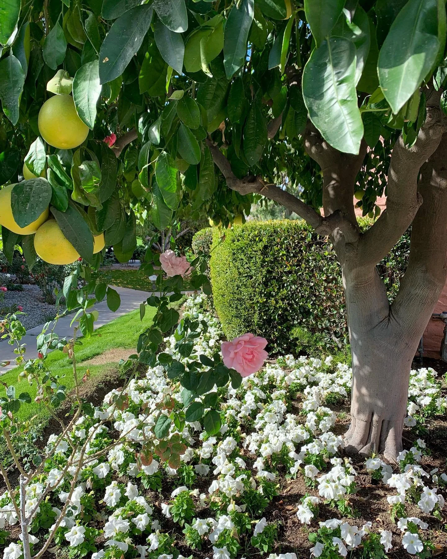 Happy Thanksgiving to you!  Thankful for my healing garden! Photo taken today. 😀hollywoodshealer #natureheals