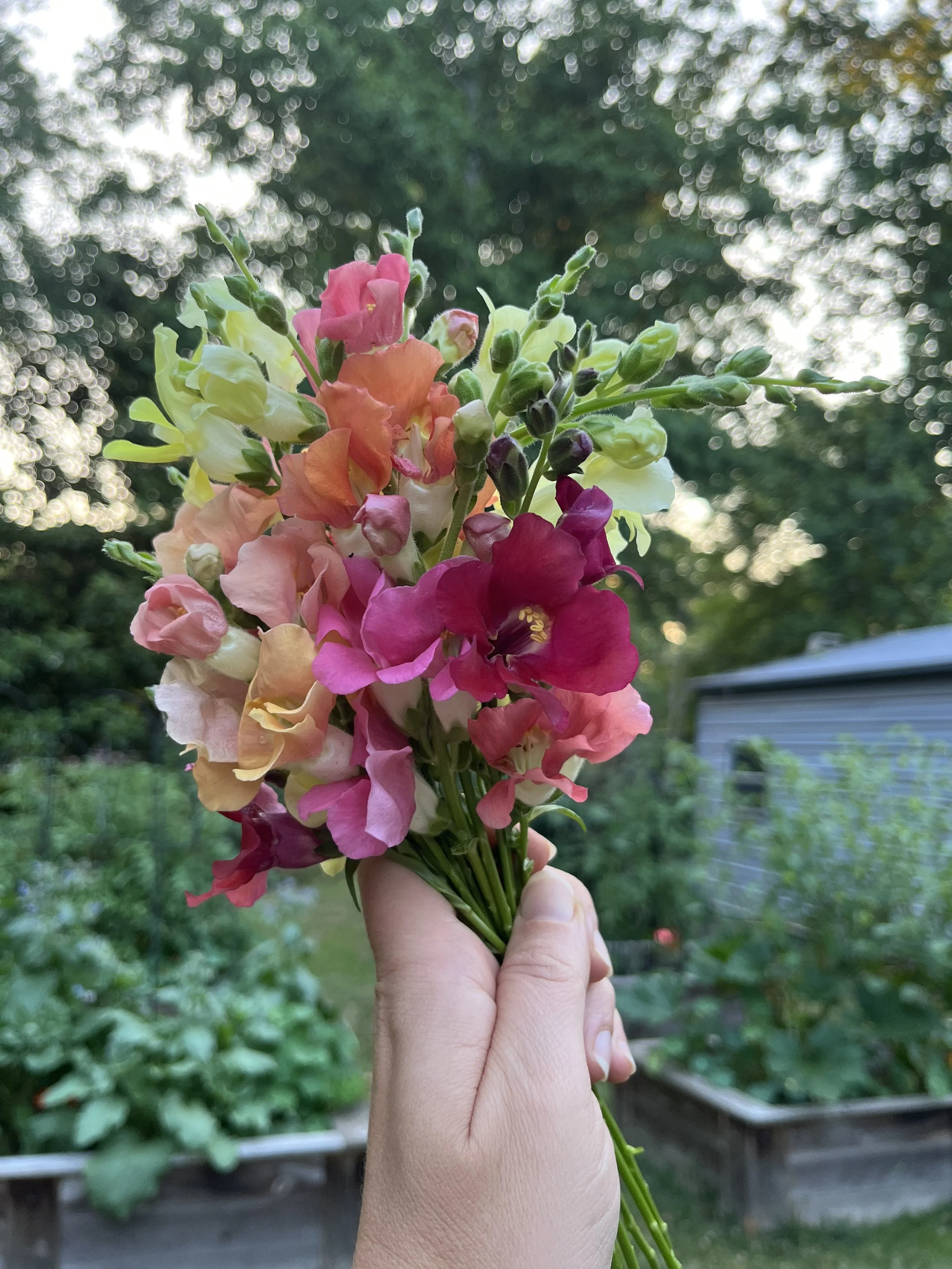 Person holding a colorful bouquet of gladiolus flowers outdoors with a garden and trees in the background.