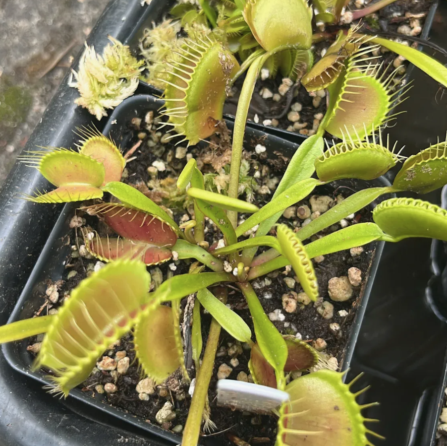 9/17 Carnivorous Plant Workshop