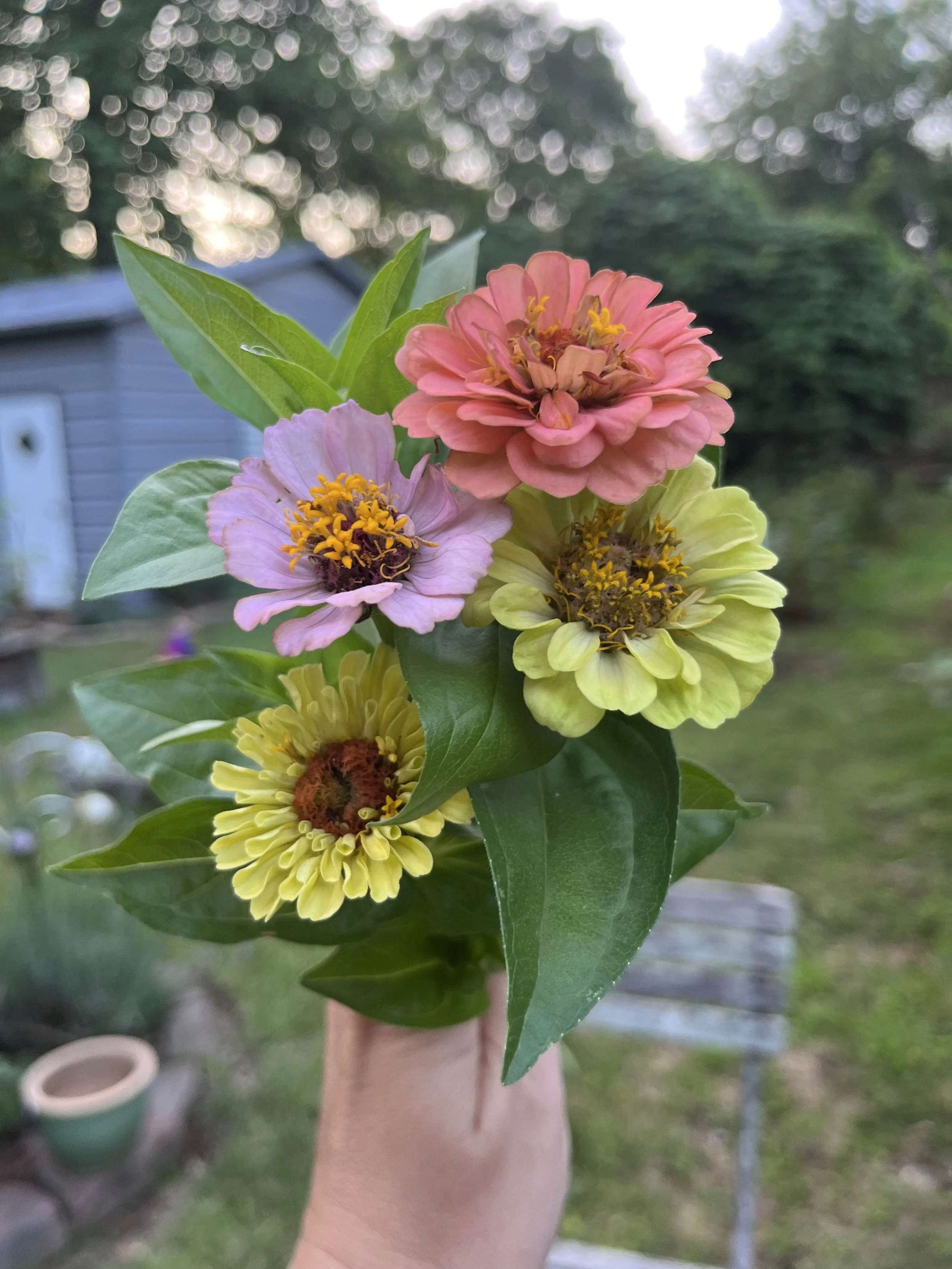 Close-up of pink, yellow, and pale-colored zinnia flowers with green leaves, held by a person's hand outdoors in a garden with trees and a light-colored building in the background.