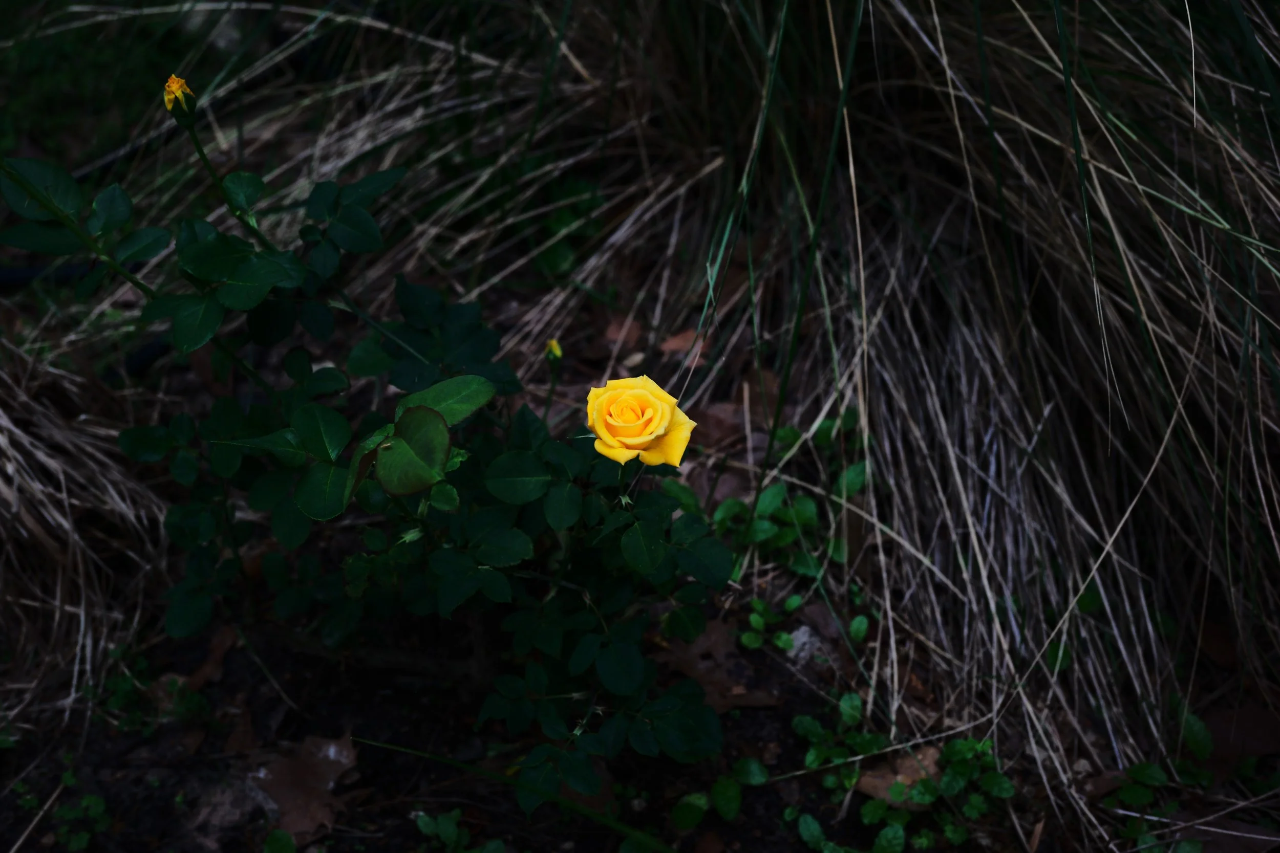 Stop and smell the roses