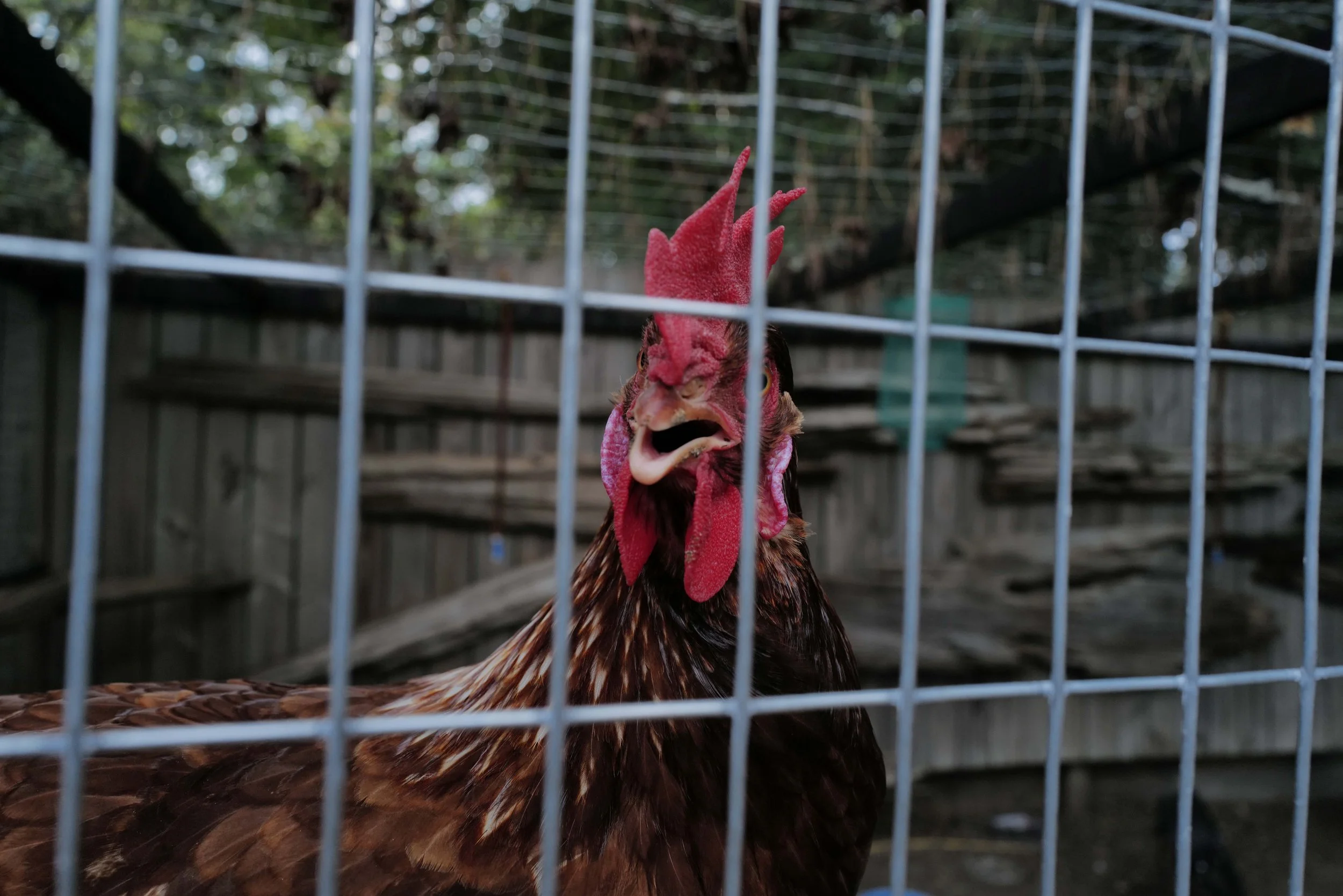 The chicken or the money