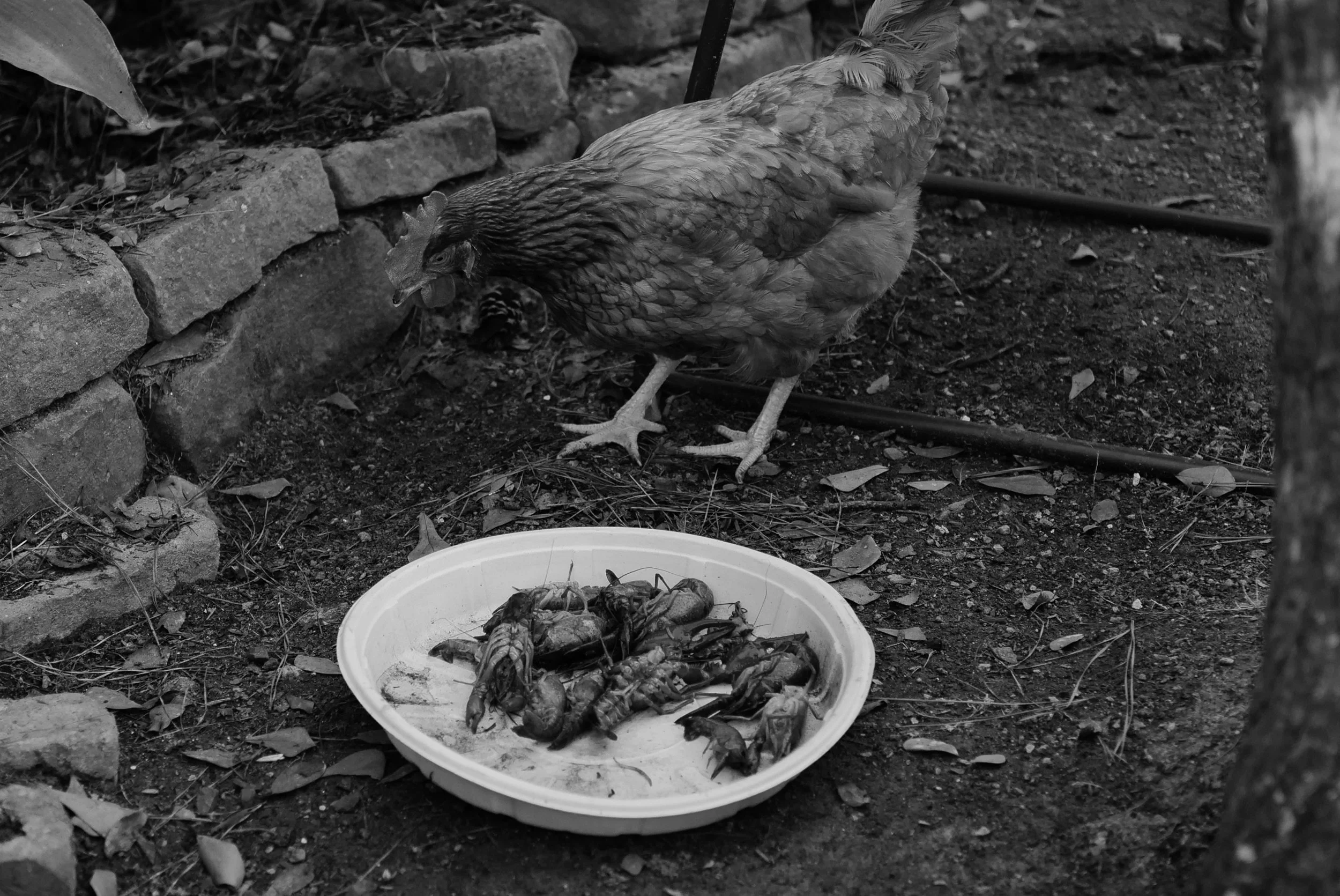 The Chicken Business