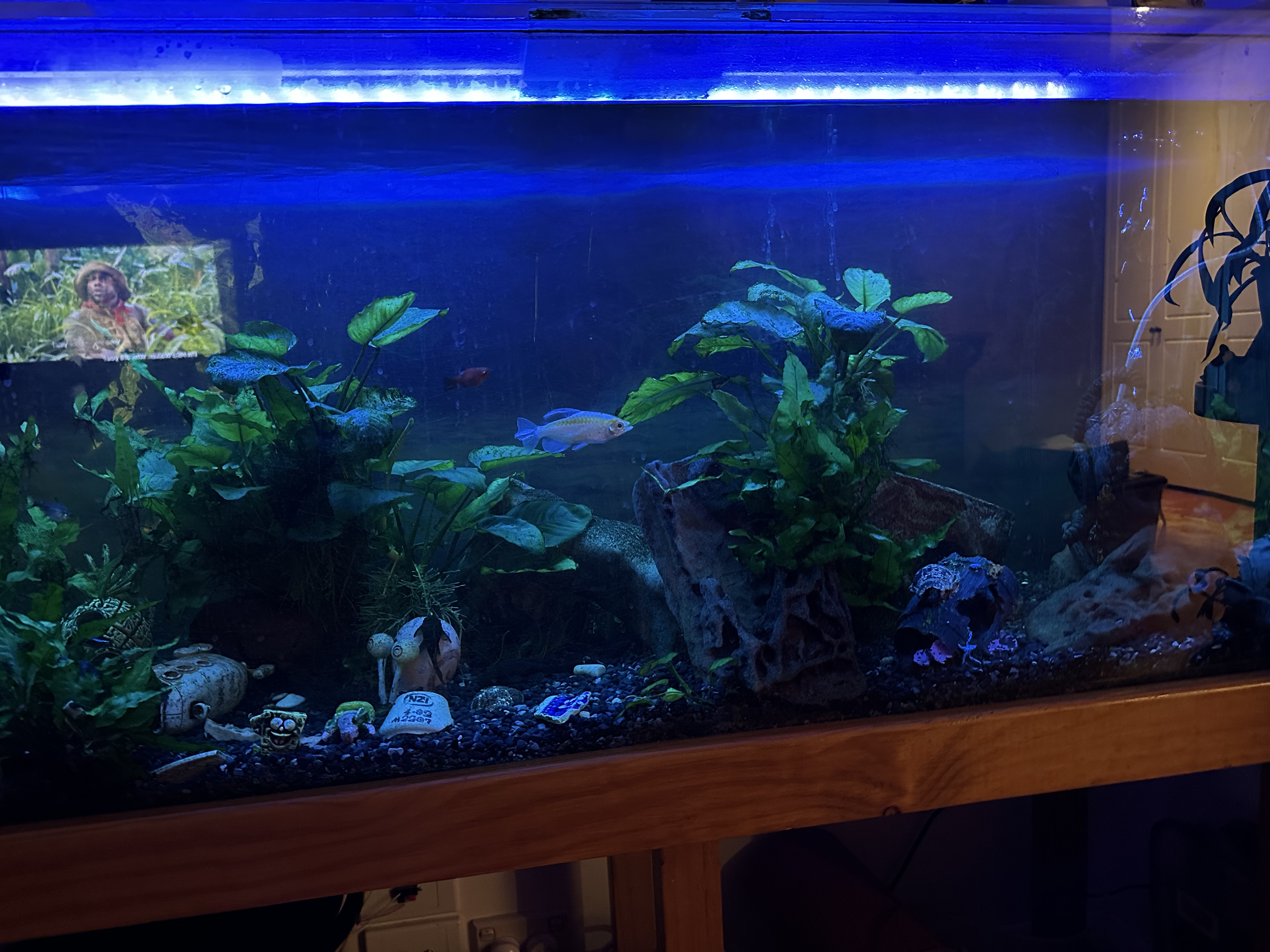 Adelaide Hills FIshtank Gillespies.png