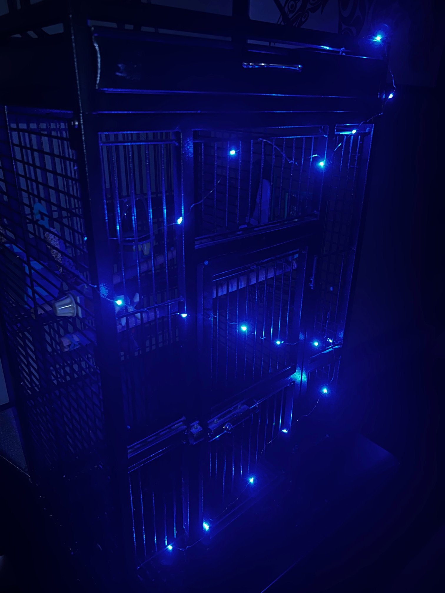 Doc the Budgie Sparks the Night