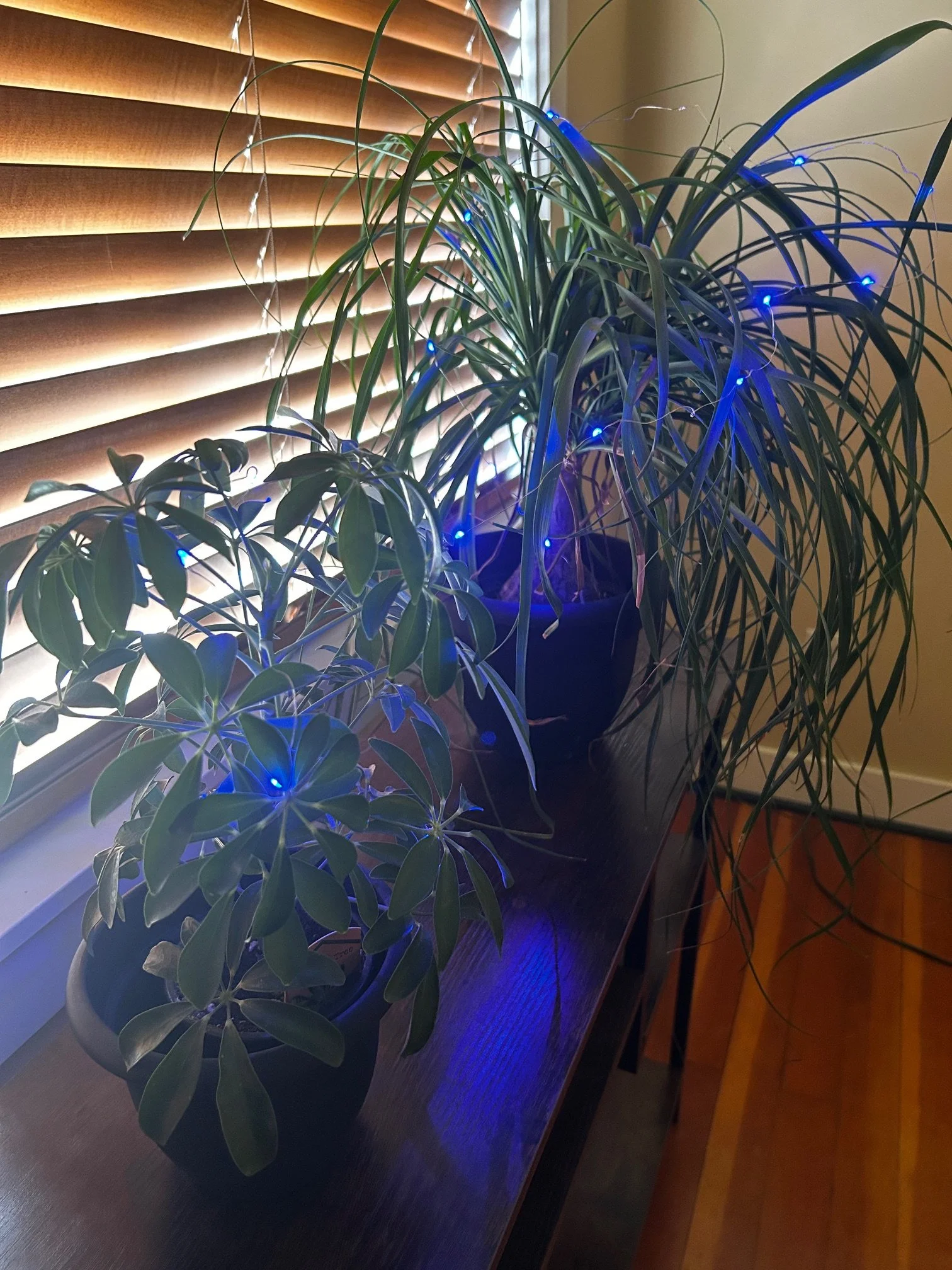 Plants Spark the Night