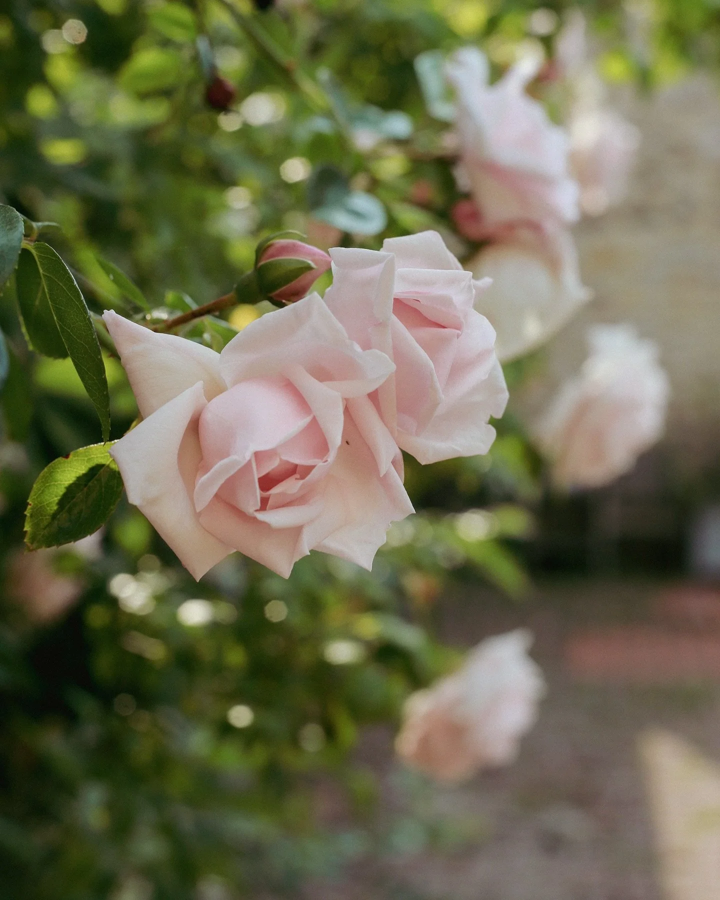 L A  V I E  E N  R O S E

Prolific climbing rose, captured on the school run. 

So many wonderful flowers &amp; shrubs I admire on my daily walk, especially seeing them change and reemerging year after year. 

#climbingrose
#underthefloralspell 
#flo