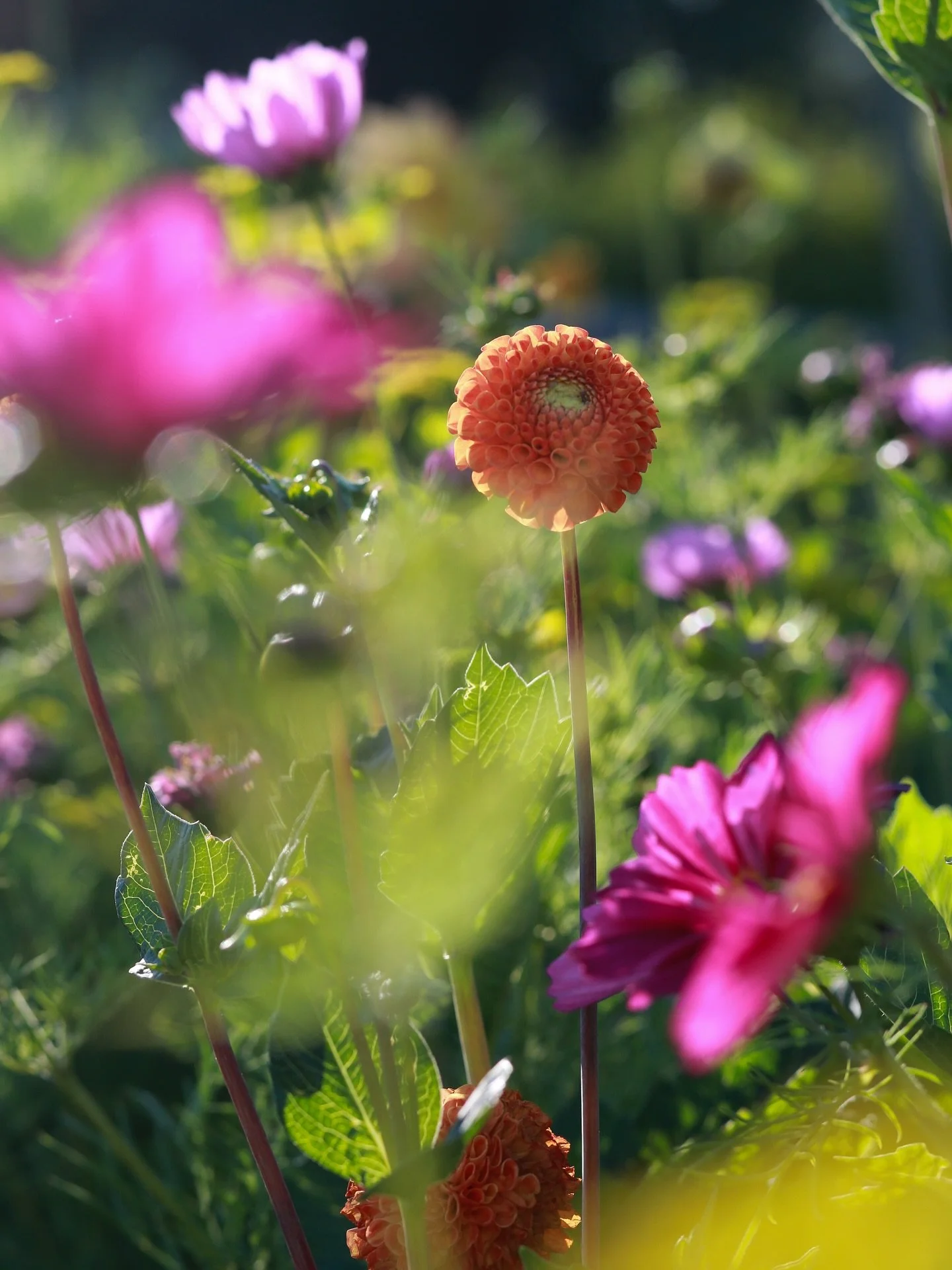 F L O W E R  P O W E R

The abundant flower farm created by Aizel Finch @yalhamhayes on the Blackdowns is just magnificent. Shade and form in abundant variety- from popping candy colours in the cosmos and pompom dahlias to the subtle hues of The swee