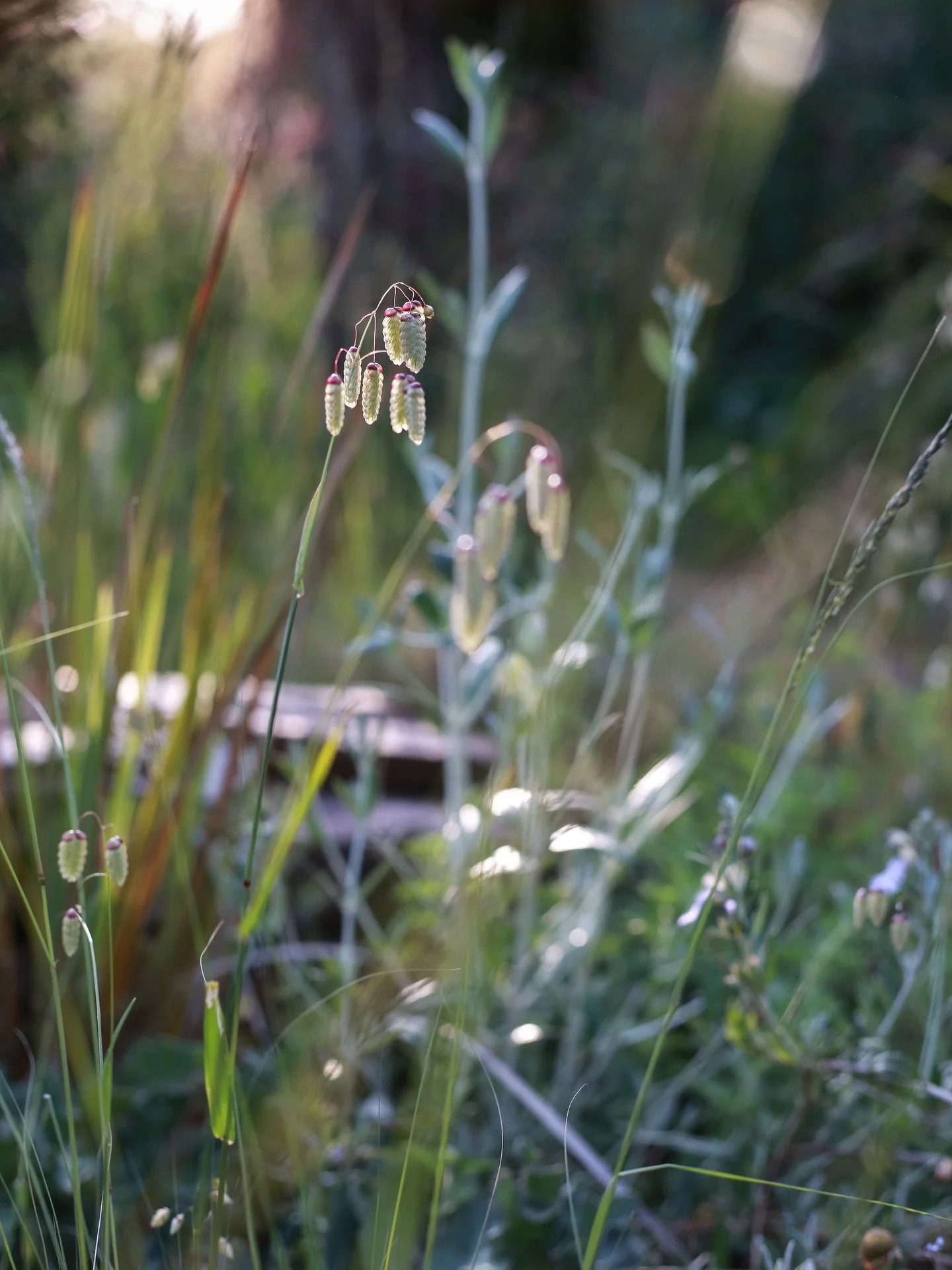 G L O R I O U S  G R A V E L  G A R D E N 

As a photographer I would always suggest to work with the light available instead of fighting it. I guess the same could be said for gardens or rather the soil. 

So here are a few photographs of Tom Nielse