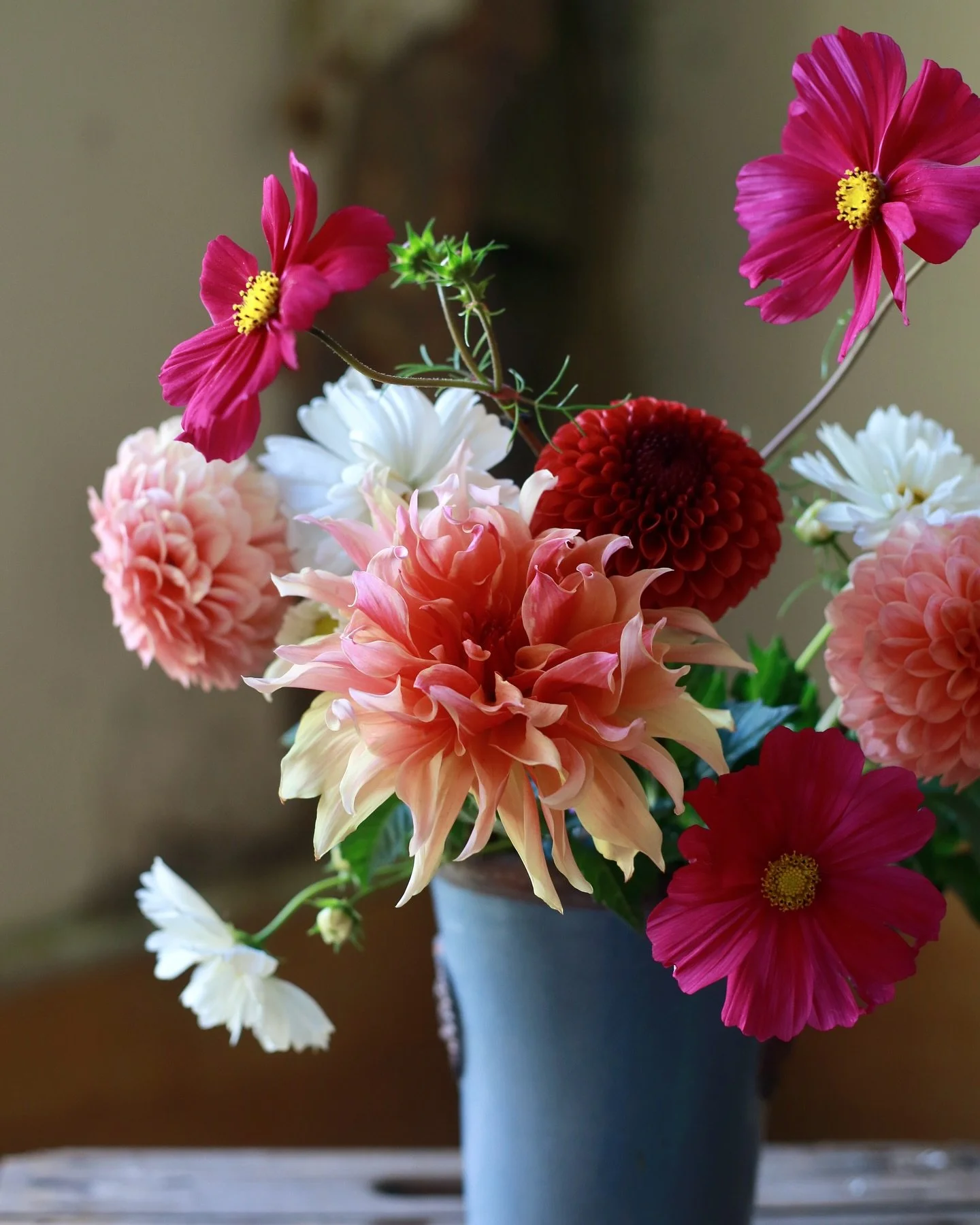 D A H L I A S

The tine has finally come when the Dahlias come into bloom. I have tried new varieties, but none grew with the desired long stems

Please share your long stemmed Dahlia varieties with me. 

#dahlias
#cosmos
#underthefloralspell 
#flowe