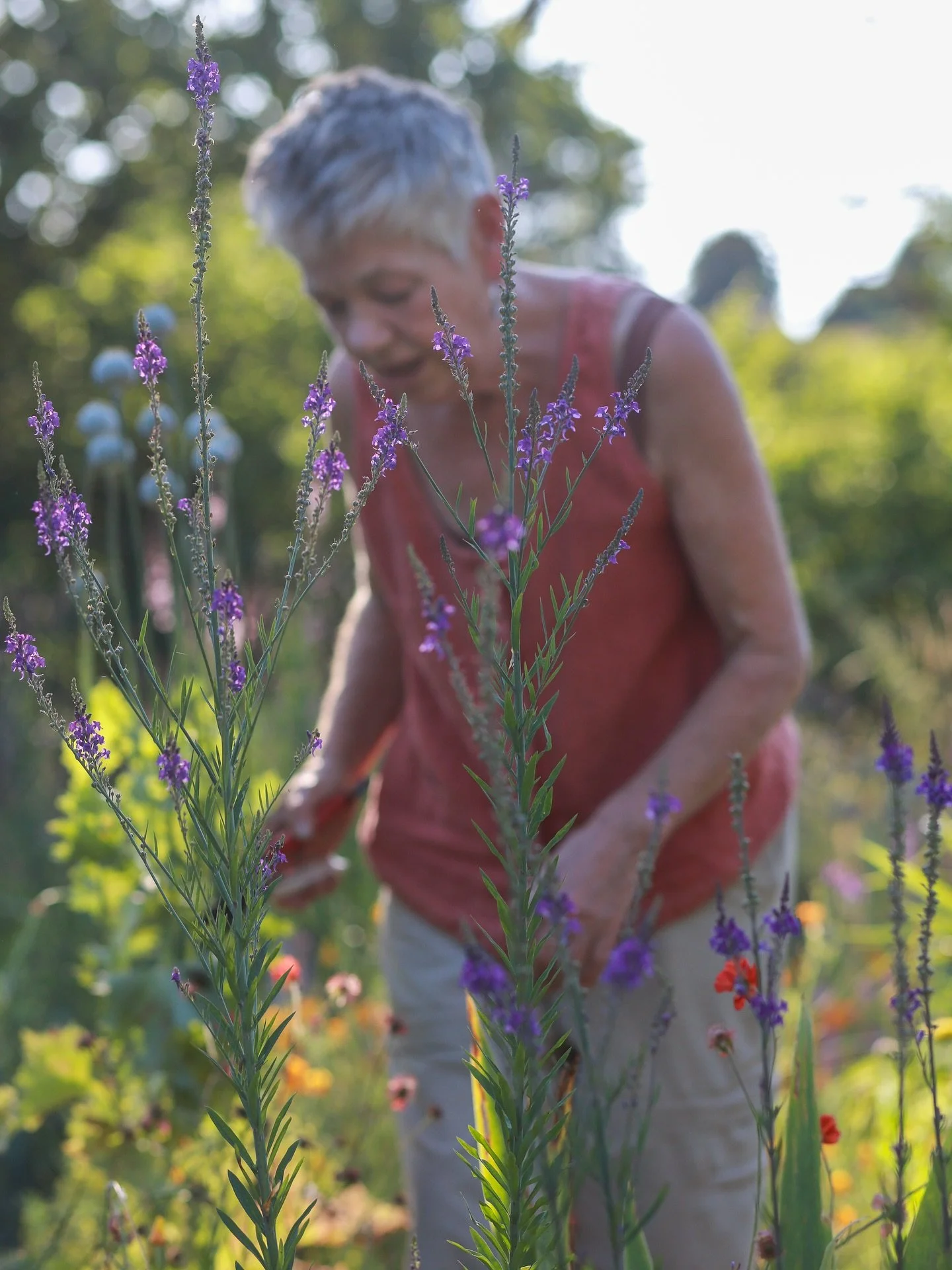 F L O W E R  F I E L D

What a pleasure it was to visit Jan aka @blueshedflowers on one of the hottest days this summer. 

A magical flower field, set in a secret valley in Somerset that shows off the hard work &amp; labour of love from Jan with a vi