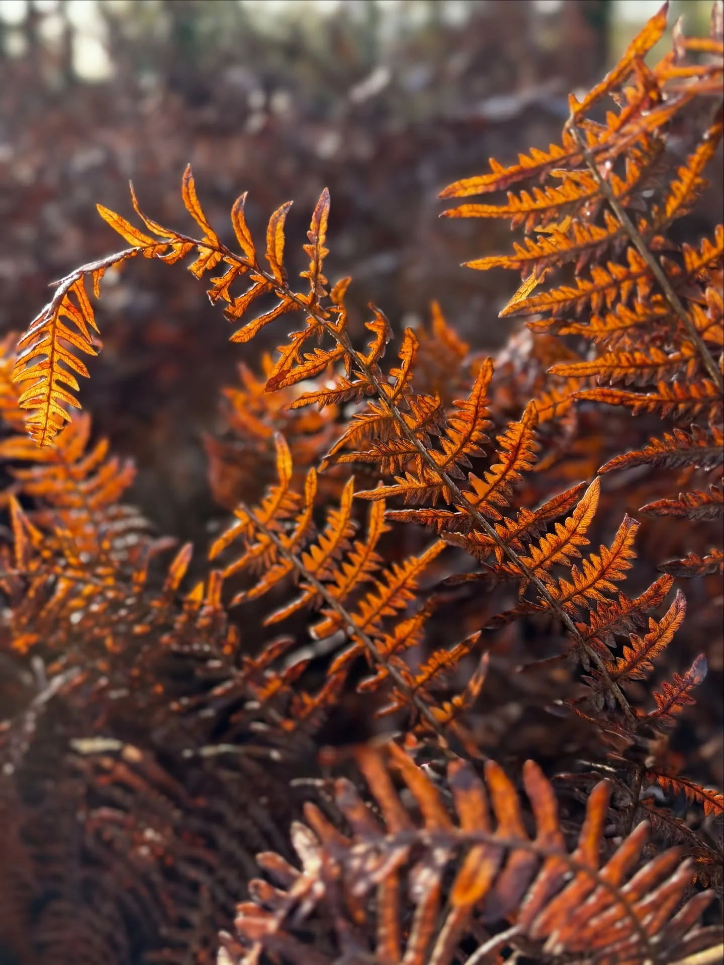 Stroll through Langford Heathfield which I find forever inspiring with its colours and textures created by the bracken. 

#langfordheathfield 
#somersetgardenphotographer
#somersetlandscapes