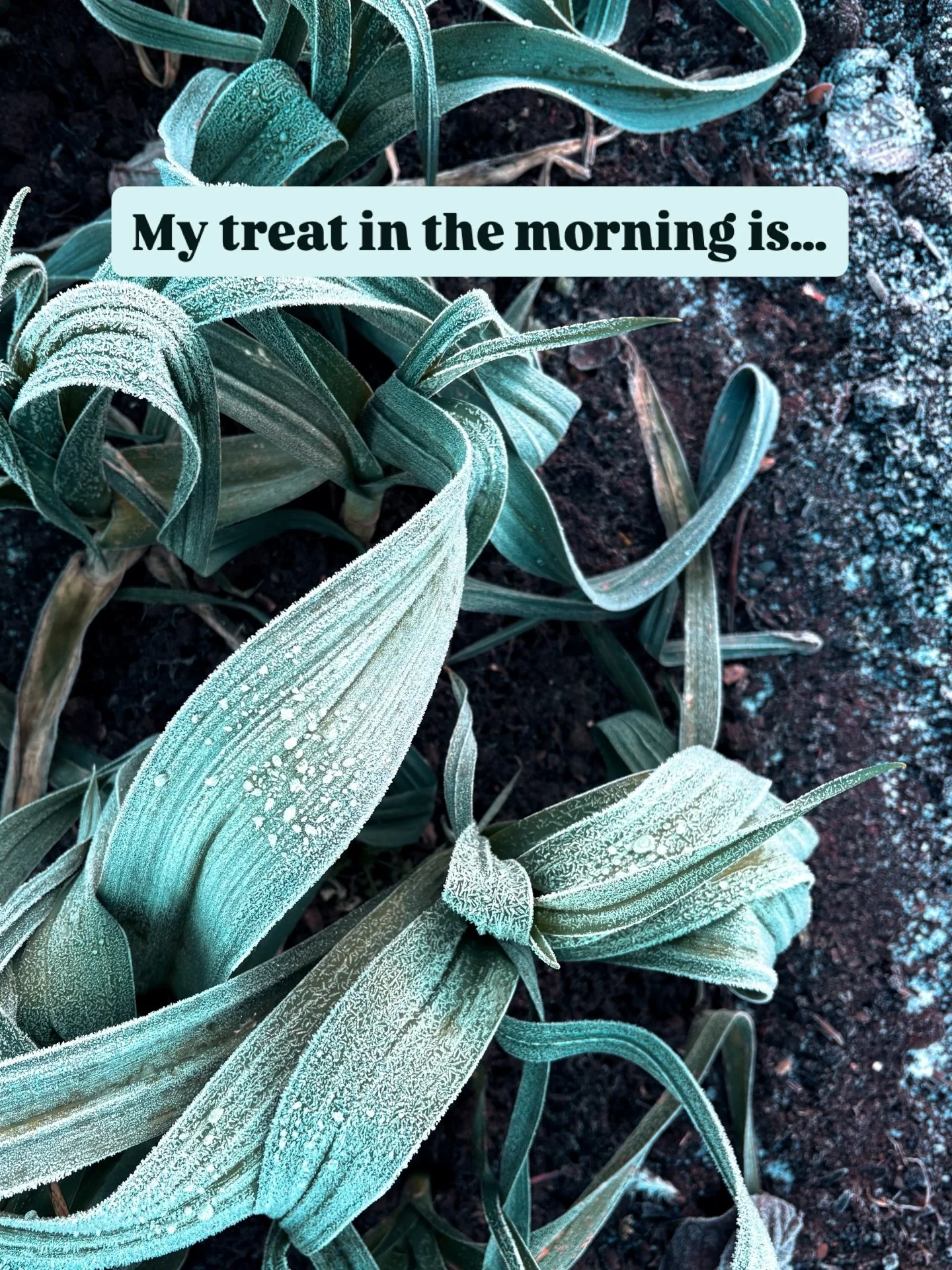 D A I L Y  H A B I T

What a treat for me that the Allotments are just one minute away from my son&lsquo;s school. So usually, after drop off, I have a quick amble over and just marvel at the beauty. 

What is your daily happy habit?

Allotment in Wi