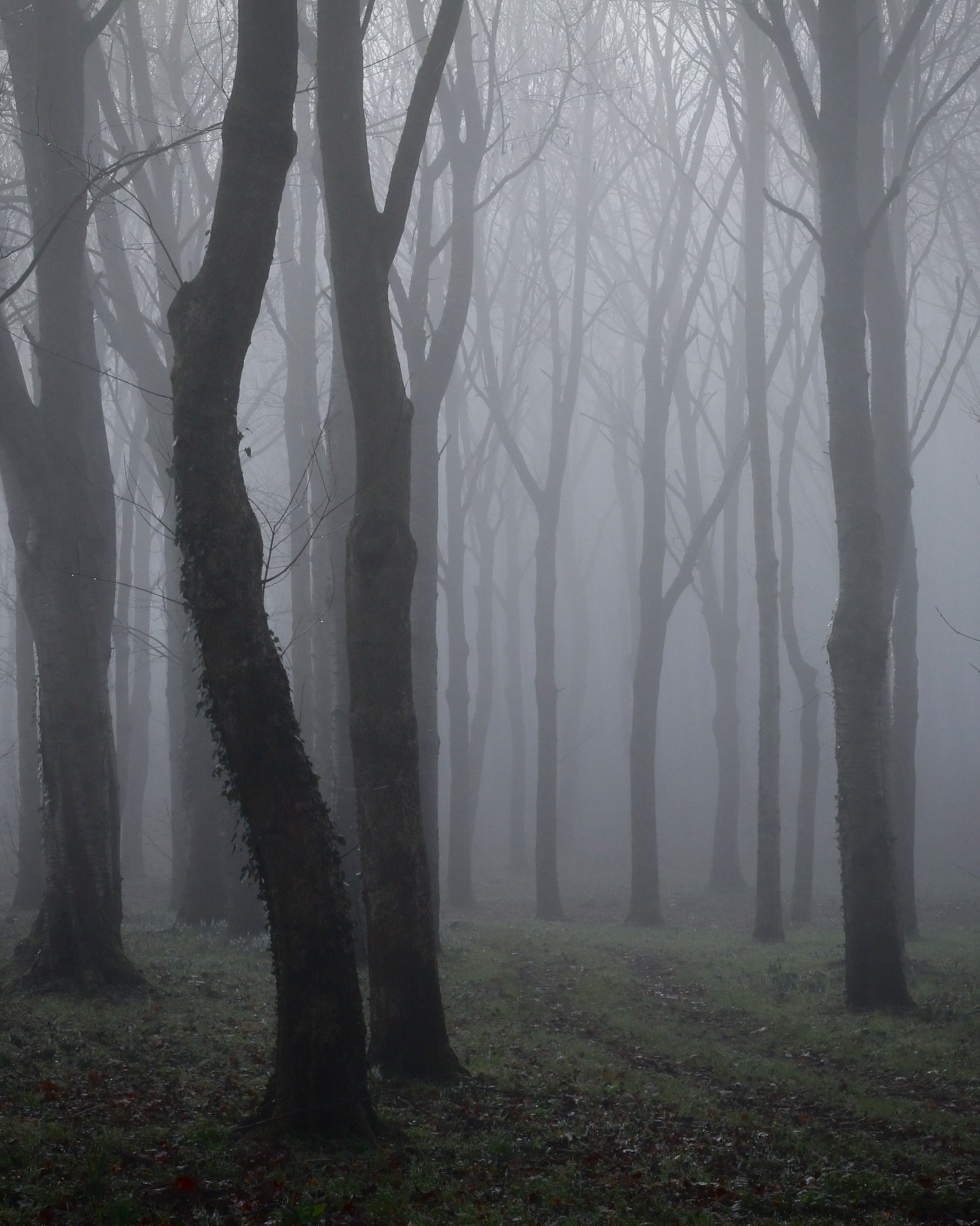 R E S E T

Whether you call it wintering or hibernation, there are lots of reasons why we can learn from Mother Nature and take it a bit slower I think. 

Rest is essential and when you look at this photograph of the skeleton trees beautiful too. 

W