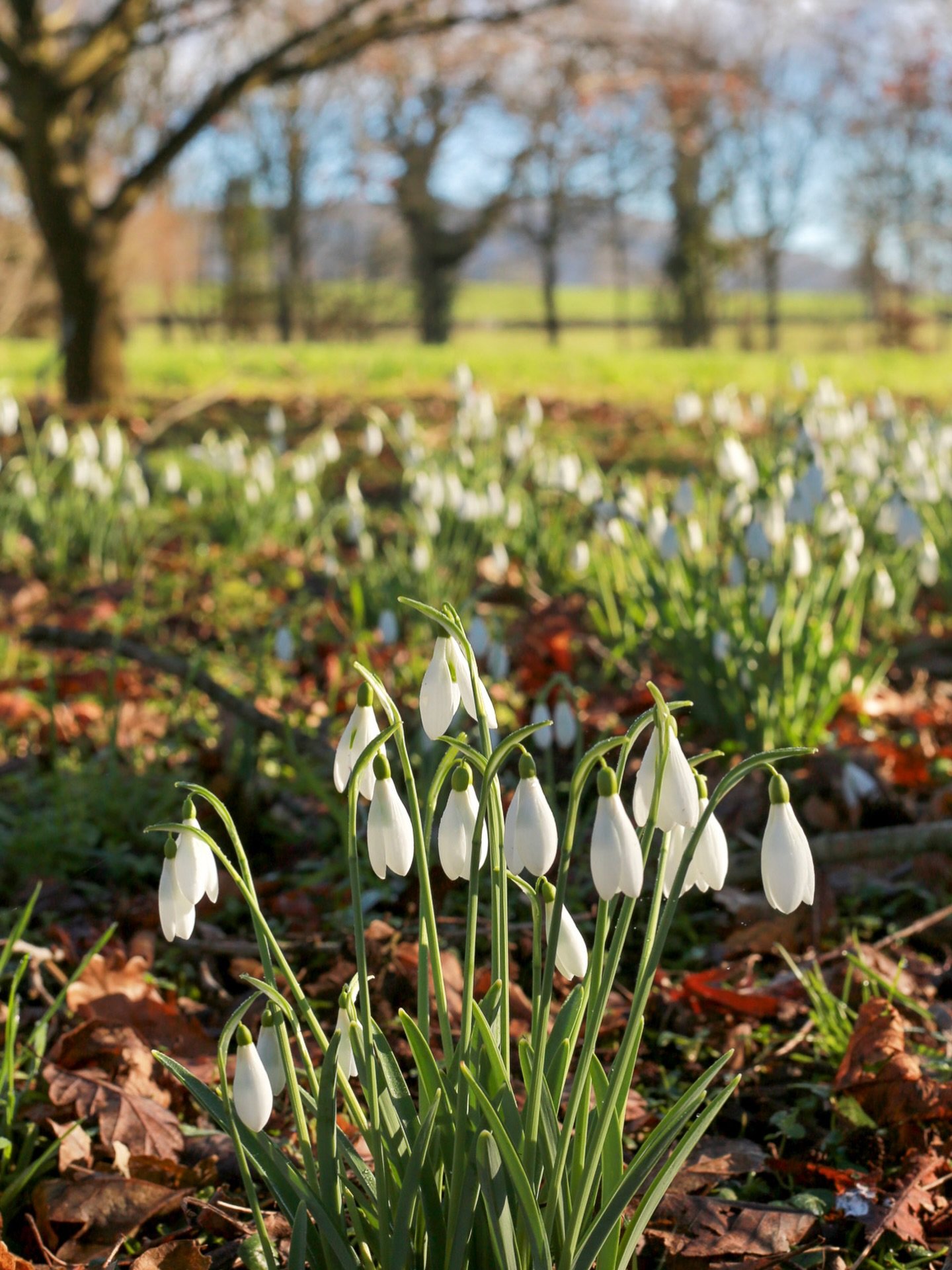 S N O W D R O P
How wonderful of nature to greet us in the depths of winter with this delightful flower. 

Last year I became aware of the many different varieties of galnthus nivalis and I can see that you can get totally obsessed with hunting down 