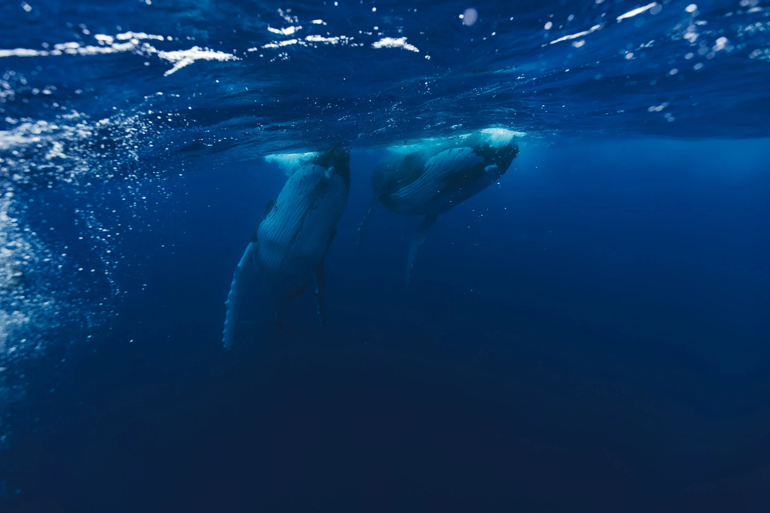 moorea_moriora_dayone_september2025 (104 von 134).jpg