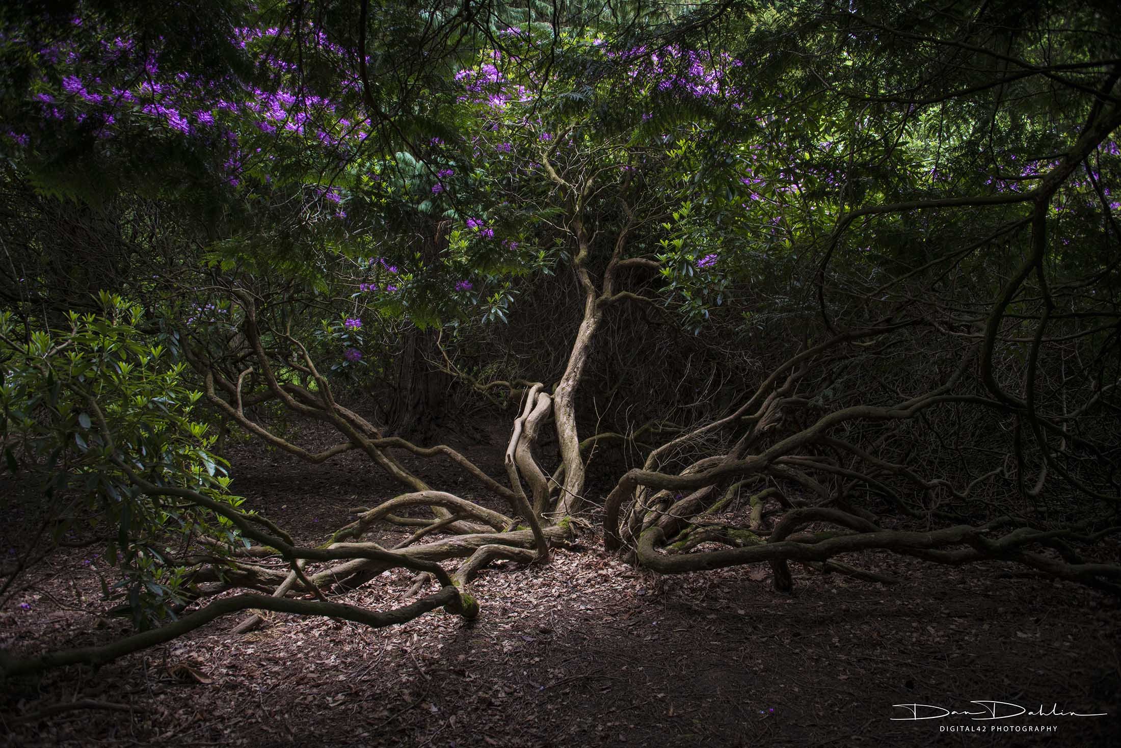 Tree_purple flowers_lighter.jpg