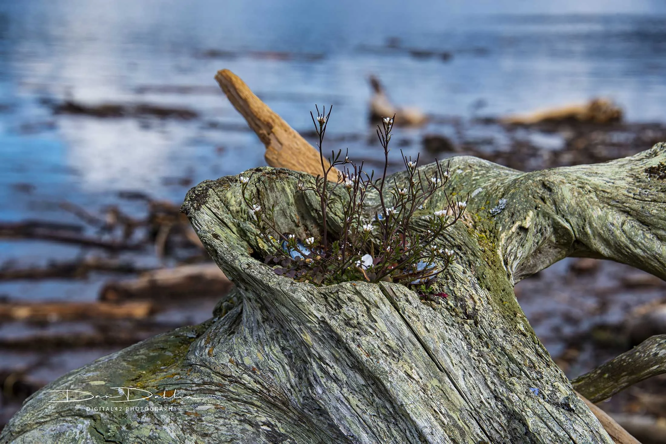 Flowers on log-enhanced.jpg