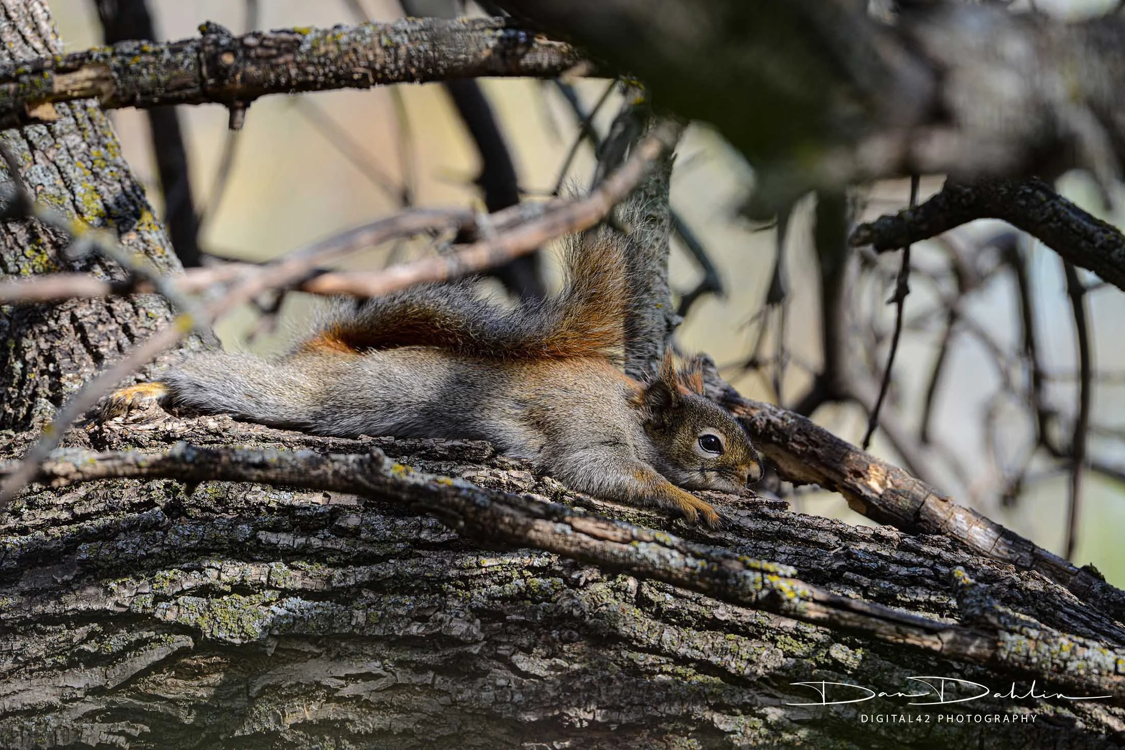 Squirrel_hot day.jpg