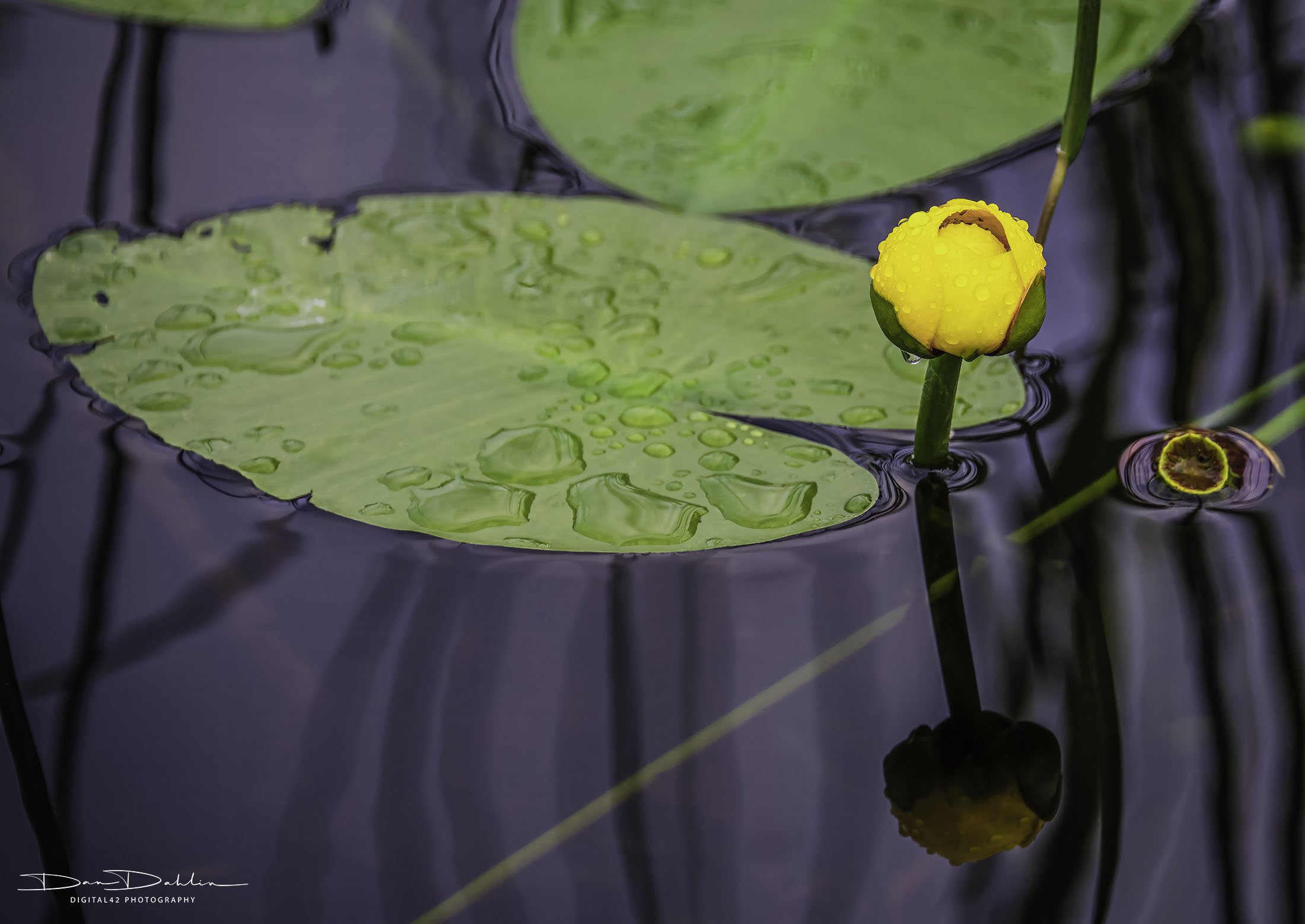 Lilly Pad