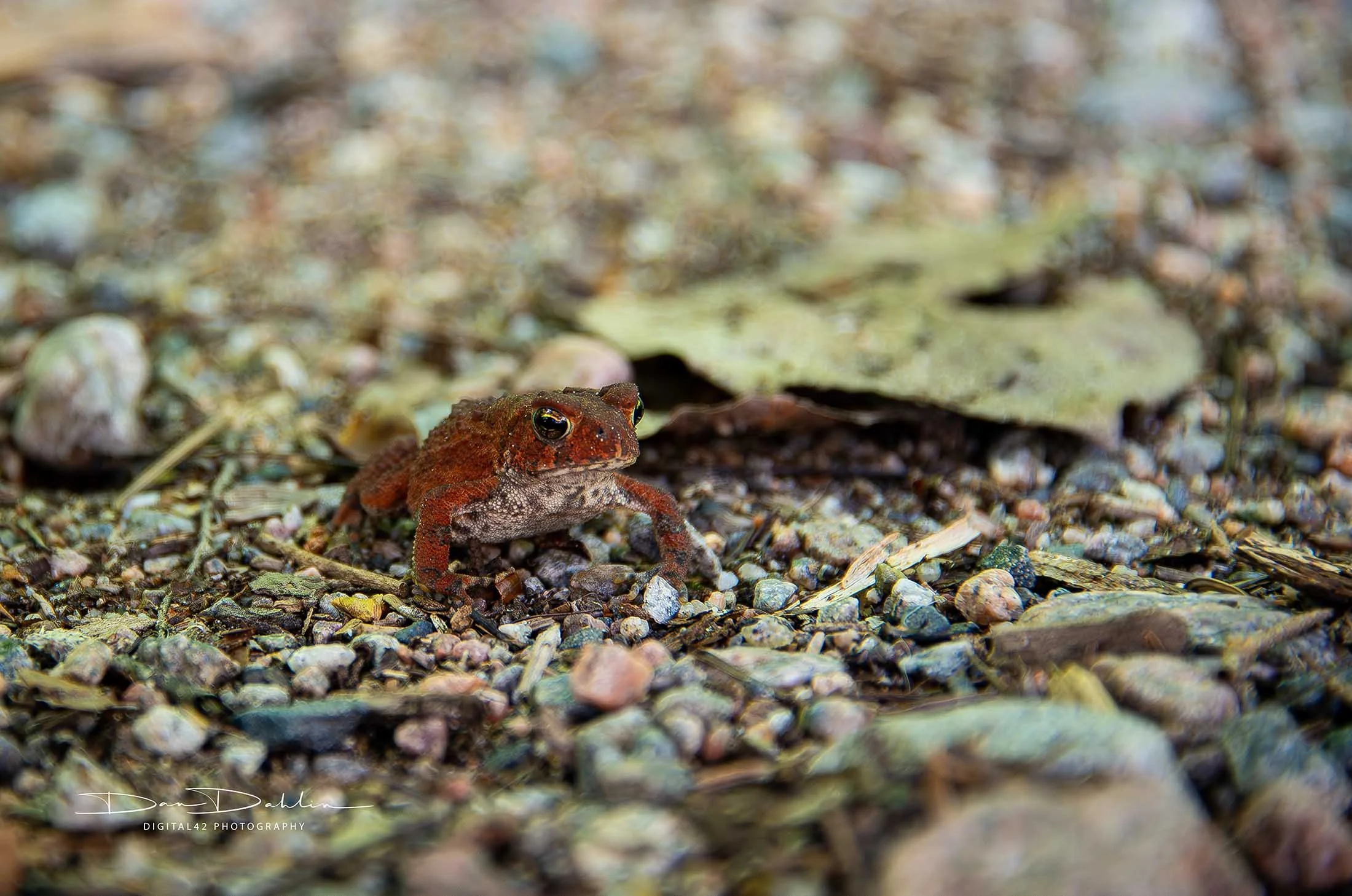 DSC_7084-Enhanced-NR-2.jpg