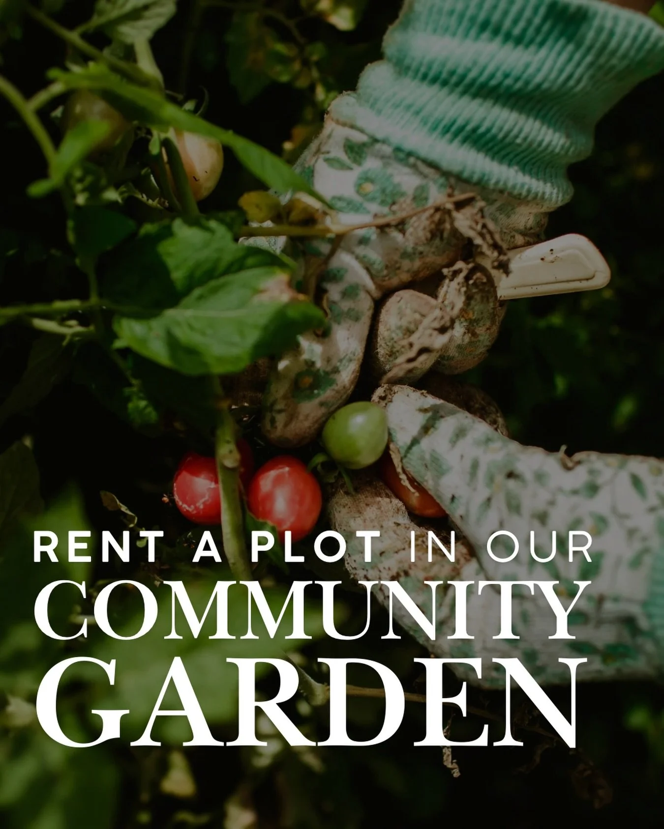 Providing a place for our friends and neighbors to grow fresh food for their tables and share common space together.

🌶️🥕🥬🥦🍆🌽🥔🧄🧅🫑🫜

We have TWO types of garden spaces available for rent: 

1) Large in-ground garden plots that are 10 feet w
