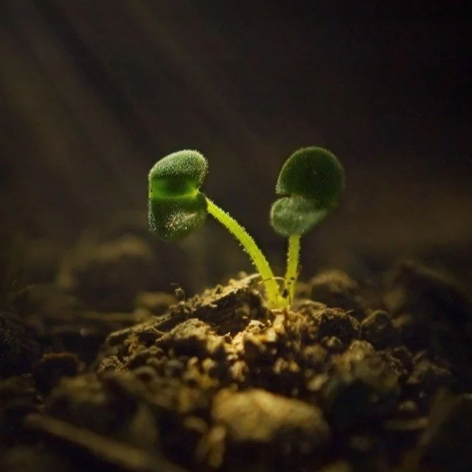 I am delighted to be co-hosting another free online storytelling event with my dear friend and story mentor, Jode Brexa in collaboration with @thirdactquest 
📅 Date: Tuesday 19 August
🕒 Time: 6pm Europe &ndash; CEST, 12pm USA &ndash; ET
💻 Format: 