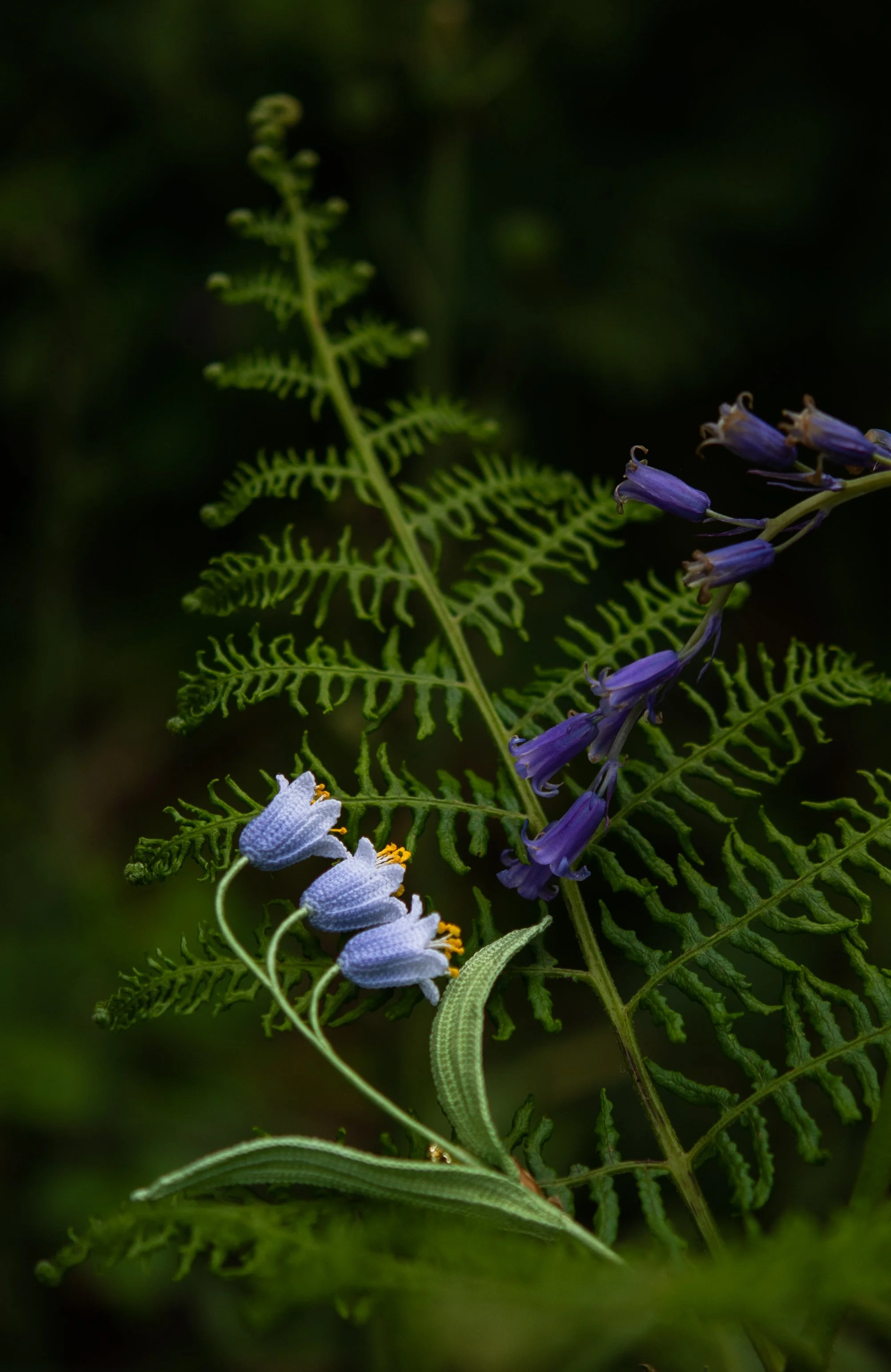 DSC_0078.jpg