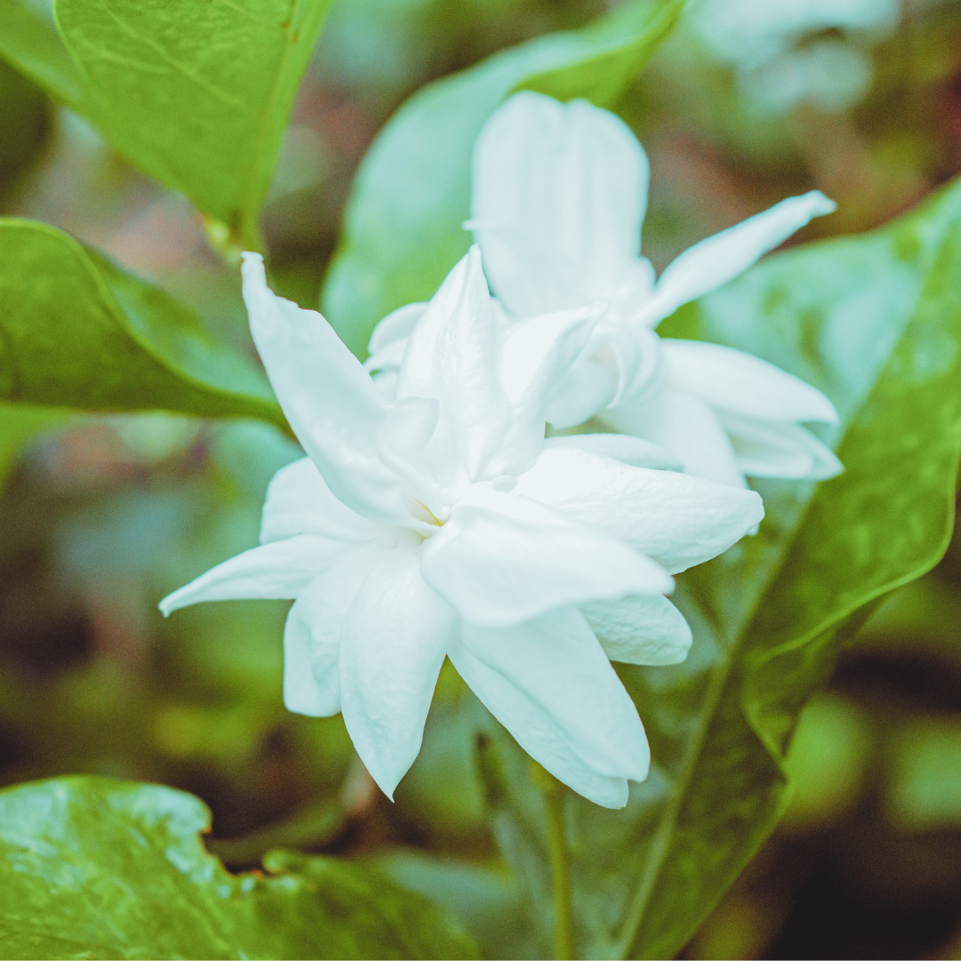 Something wicked this way comes (1).png